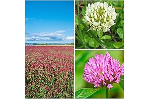DuraClover - 1 lb Clover Trio Seed Blend - The Unbeatable Clover Seed Mix