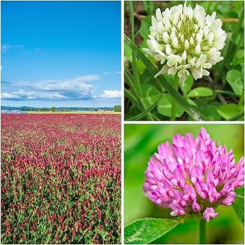 Clover Trio Seed Blend Premium 1 Lb 179,200 Seeds Red, White & Crimson Clover Cover Crop & Soil Enrichment Mix