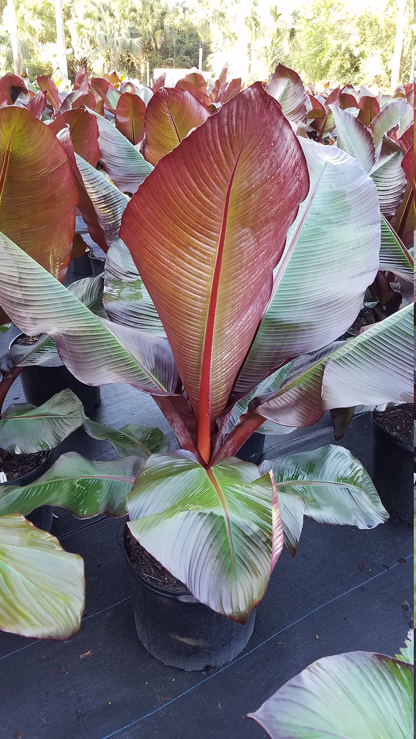 Rare Red Banana Musa Acuminata Live Healthy Plant Original Variety (B0CN1JKQXR) Amazon Price History, Amazon Price Tracker