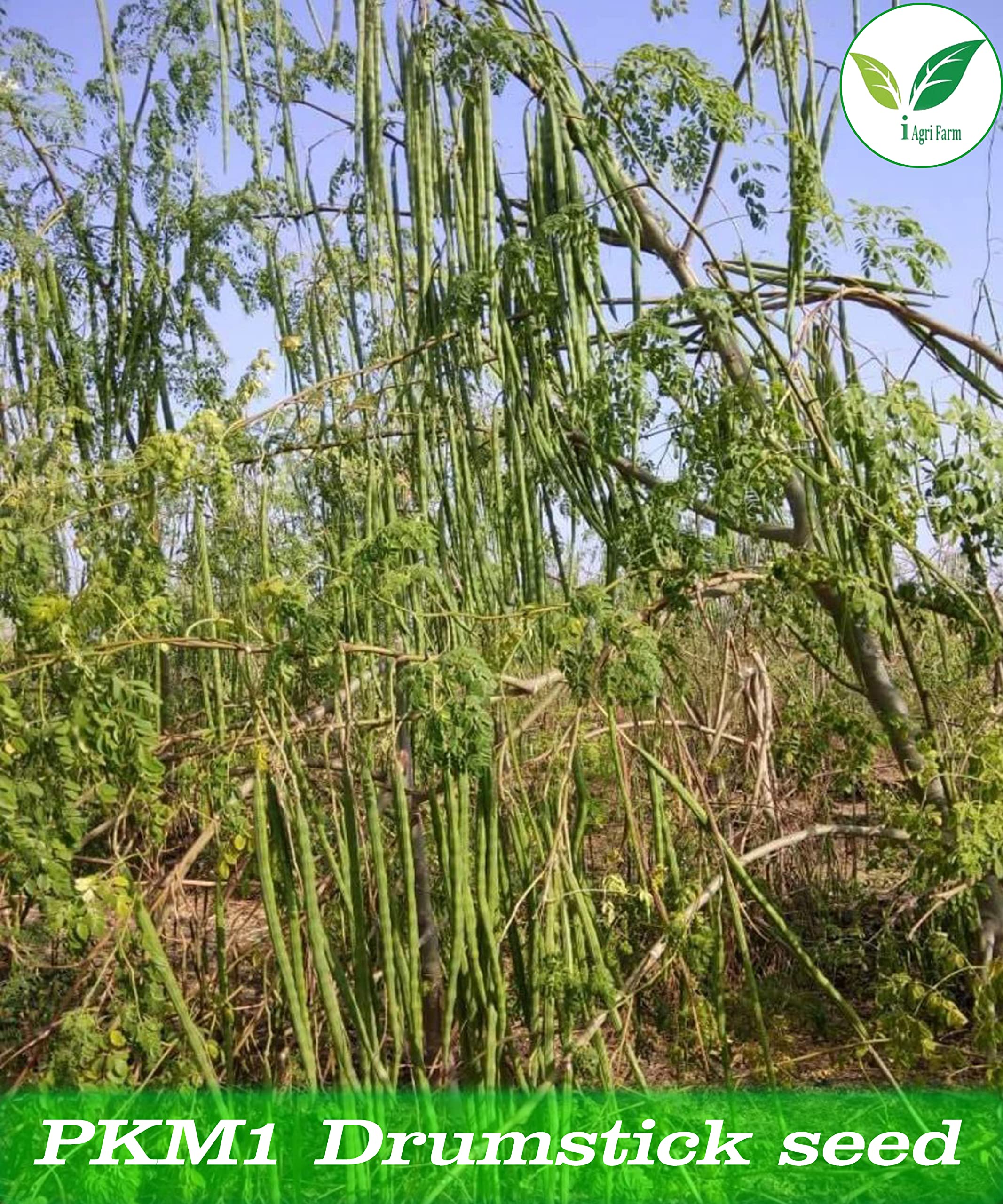 Grow Your Own Moringa Seeds - 1 Kg -5