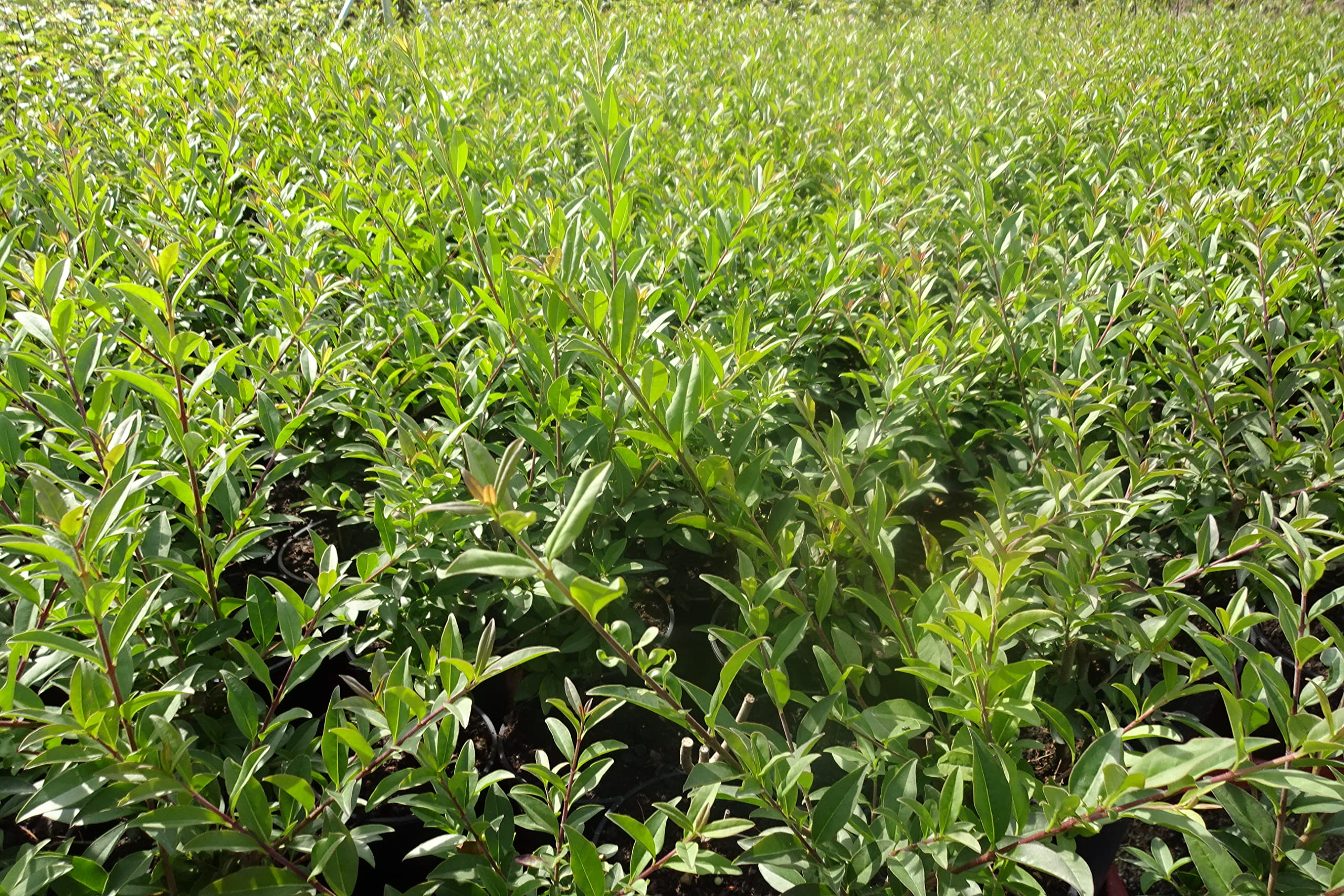 10st. Liguster Atrovirens 50-80cm reine Pflanzhhe Ligustrum Atrovirens  Wurzelware Heckenpflanzen Ligusterhecke : Amazon.de: Garten