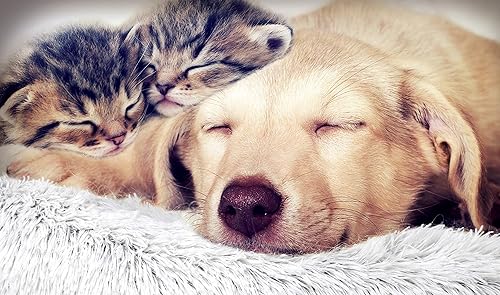 Miniatura 8 de FuzzBall - Cama de lujo acogedora para perros y gatos, antideslizante, base impermeable, lavable a máquina, duradera, 3 colores disponibles