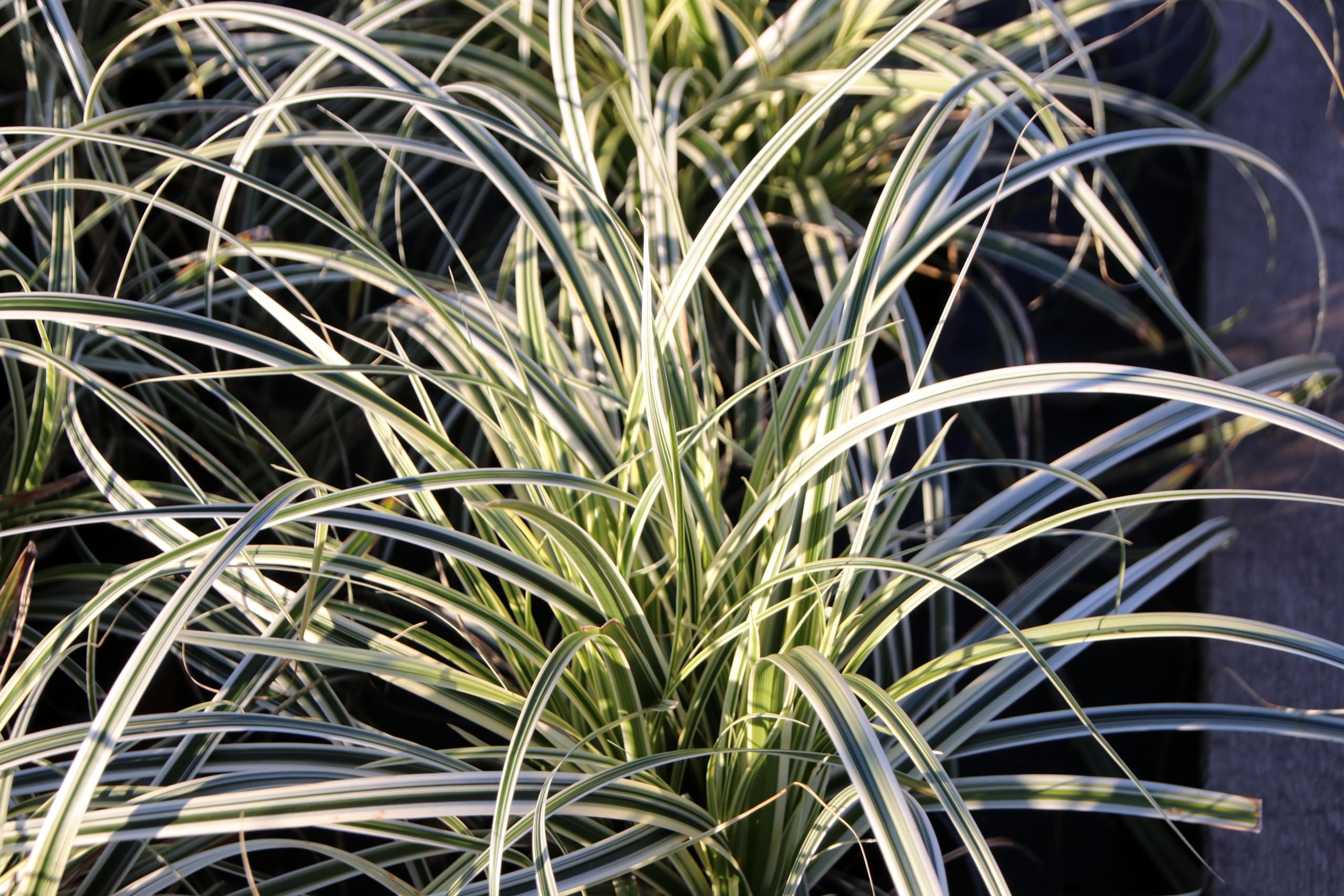 Stauden Gänge 10 x Carex oshimensis 'Everest' Japan Segge winterhart