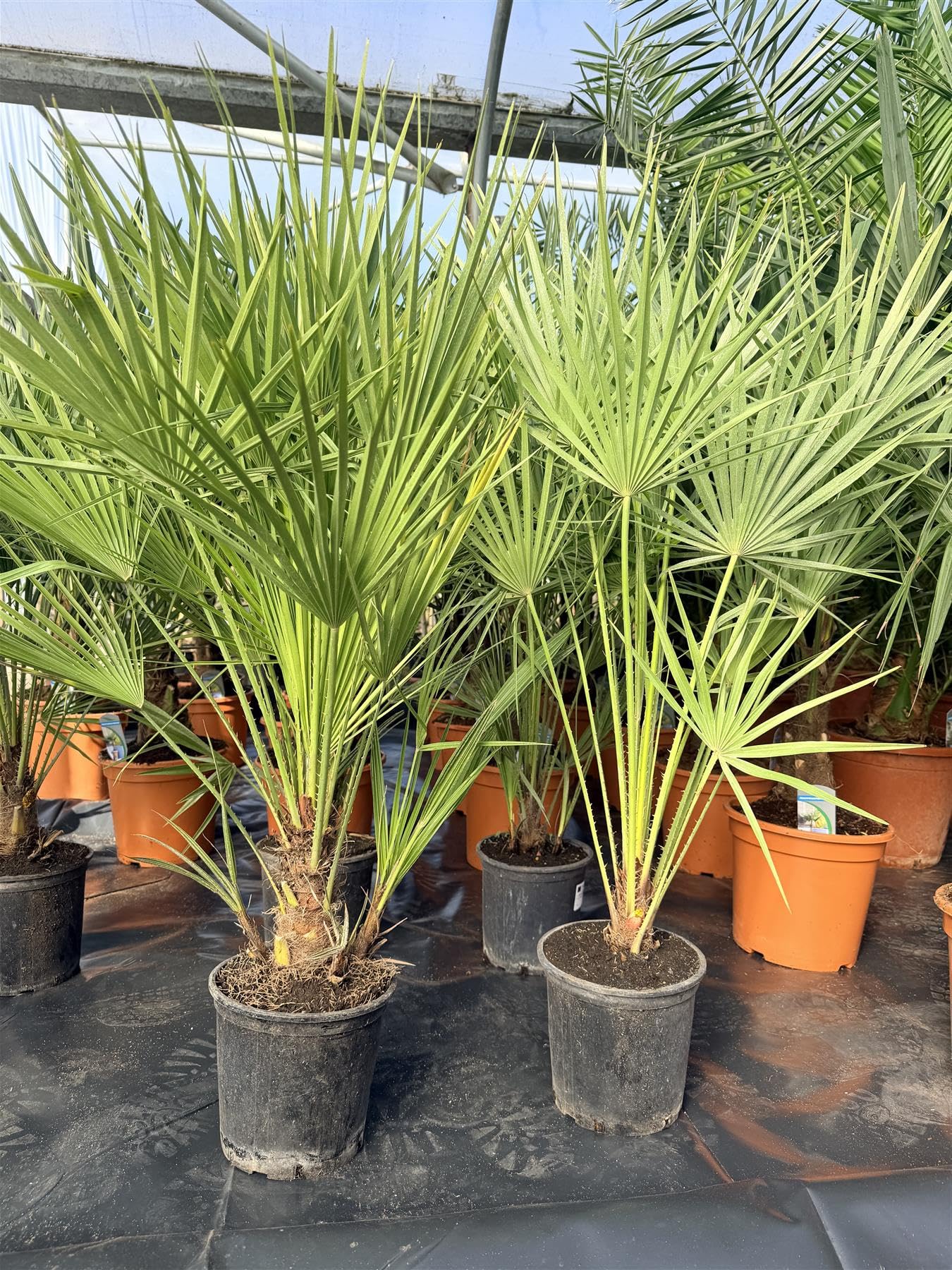 Direct Plants Chamaerops European Fan Palm Tree Extra Large 3ft Tall, Supplied in a 3/5 Litre Pot