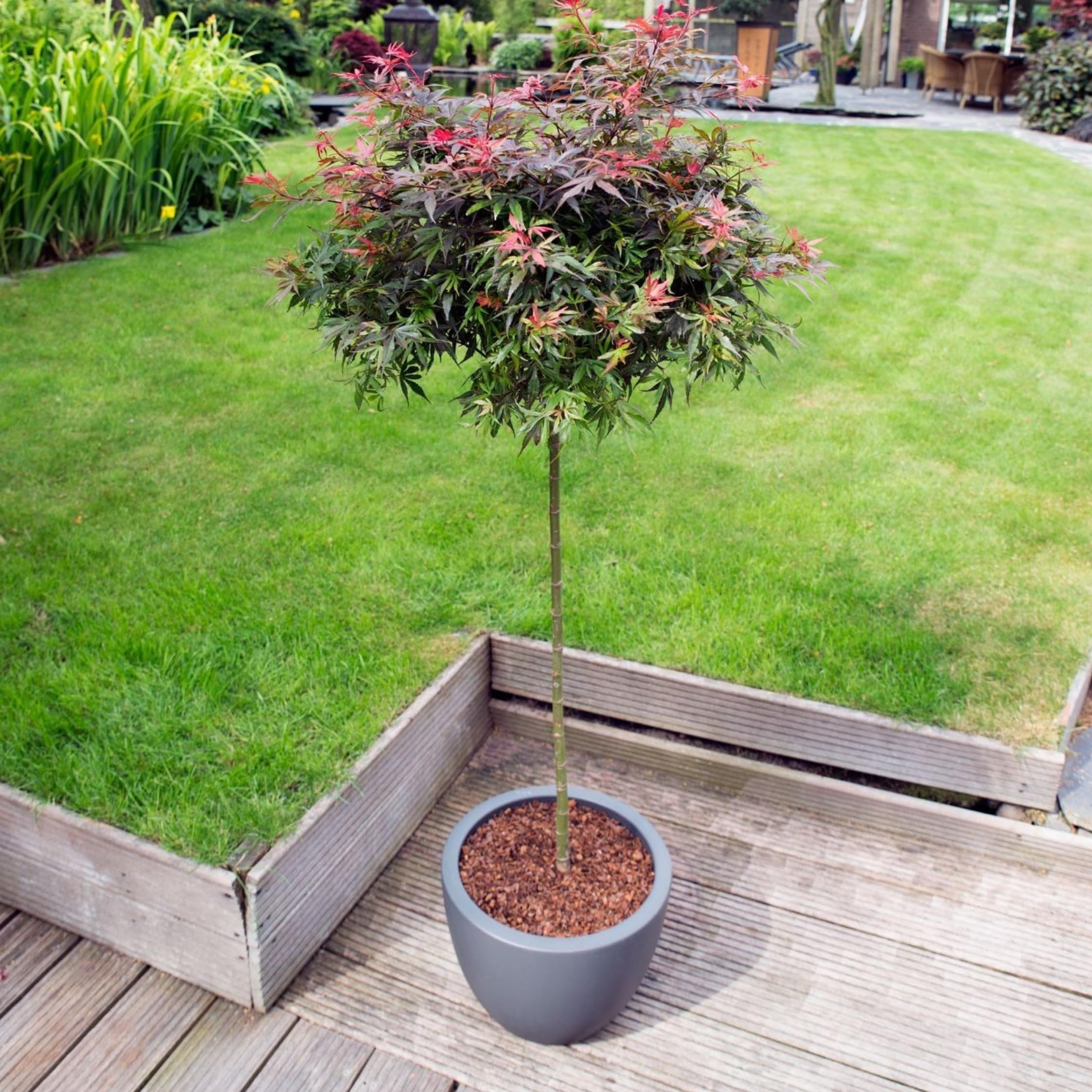 Plant in a Box - Acer palmatum 'Shaina' - Set de 2 - Arce japonés resistente - Hojas rojas - Maceta 19cm - Altura 80-90cm