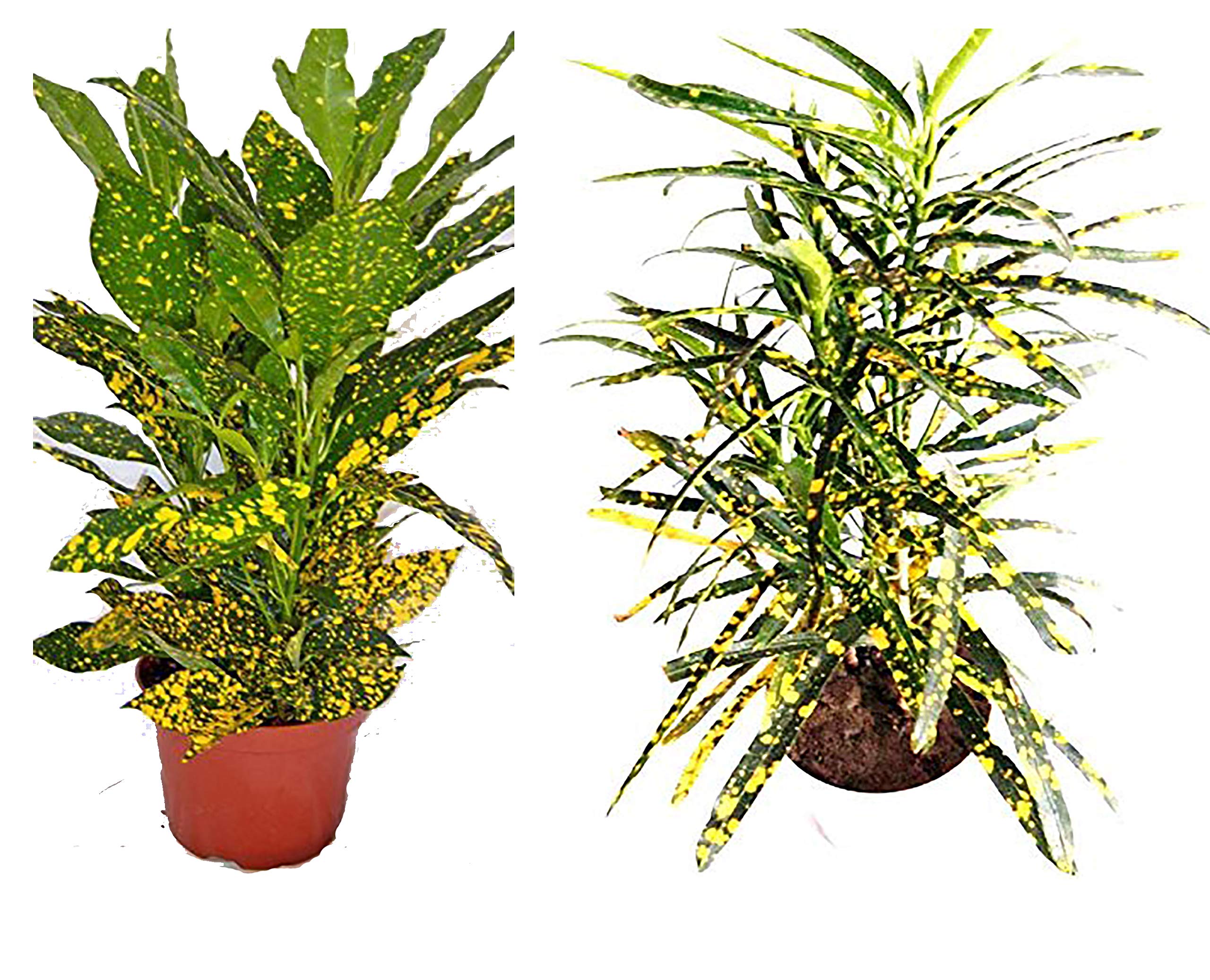 Platones Live Croton (Gold Dust Big & Thin Leaves Combo) Decorative Plant - 2 Indoor-Outdoor Healthy Plant (B092VGV3GK) Amazon Price History, Amazon Price Tracker