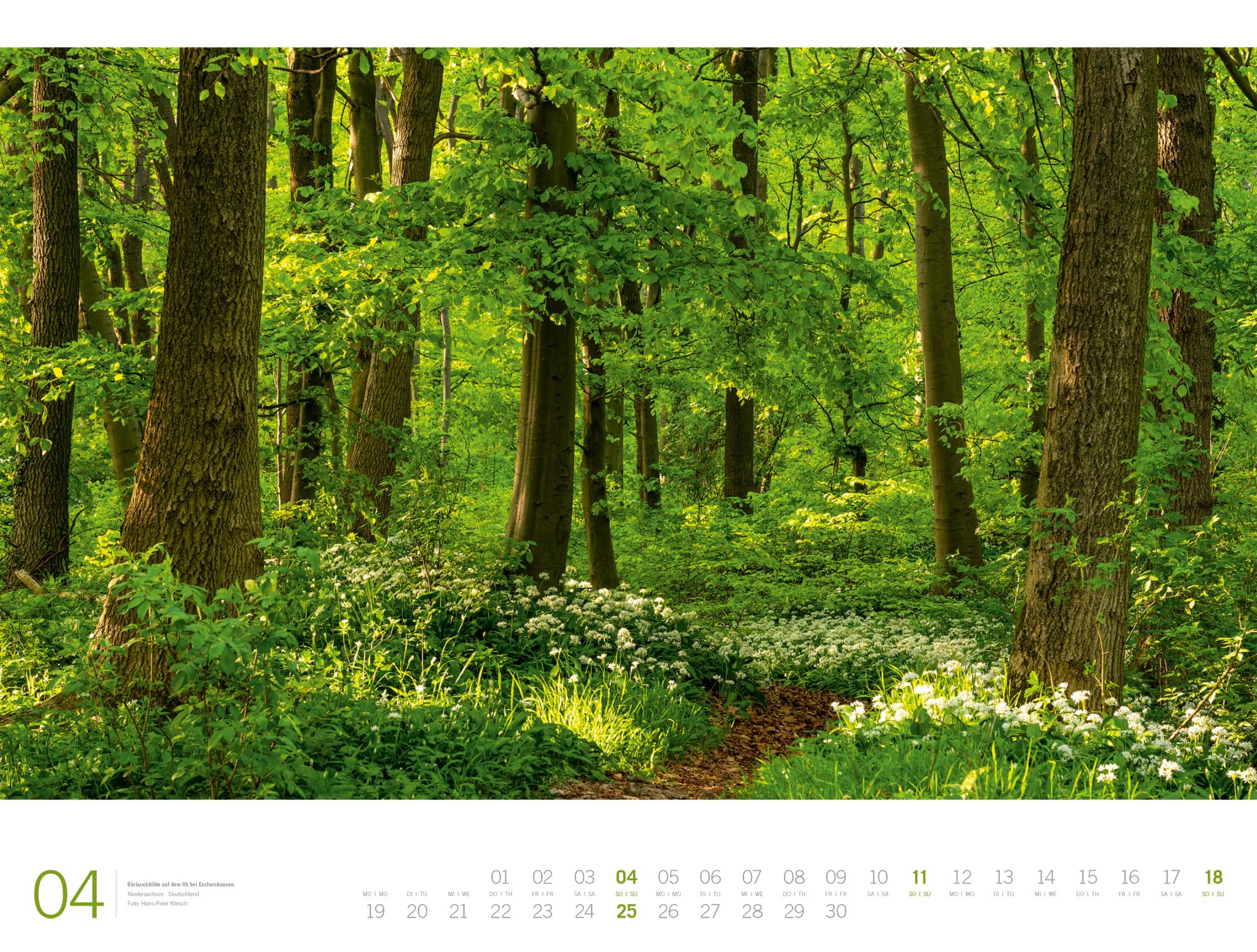 Wald Gallery Kalender 2027: Geschmackvoller Natur-Kalender im großen Querformat (66x50 cm) | Wälder und Bäume im Großformat
