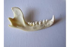 TANGDIAABBCC YSECTL Viallct Raccoon JAW Bone Taxidermy Knife Handle Crafts Animal Bones