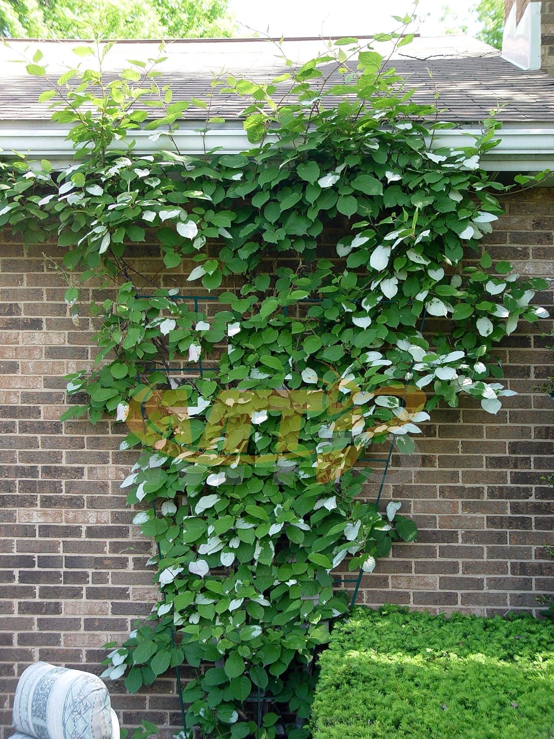2 Pack 57 Inch x31 Inch Green PVC Pot Trellis Metal Plant Stakes for Climbing Plants,Outdoor,Rose,Vegetable Flower,Backyard