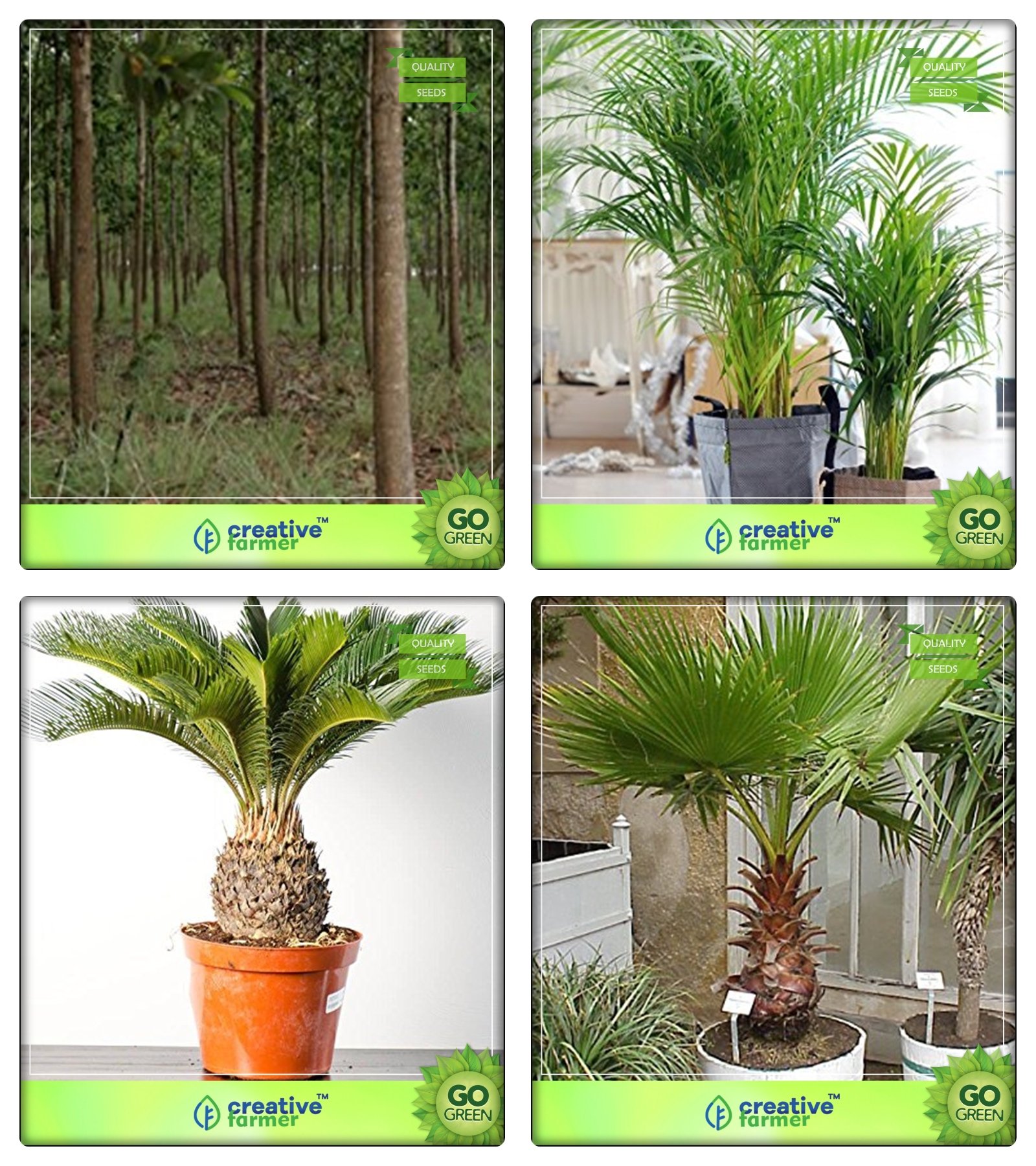 Buy Creative Farmer Best Tree Seed Mangium,Areca Palm,Sago Palm