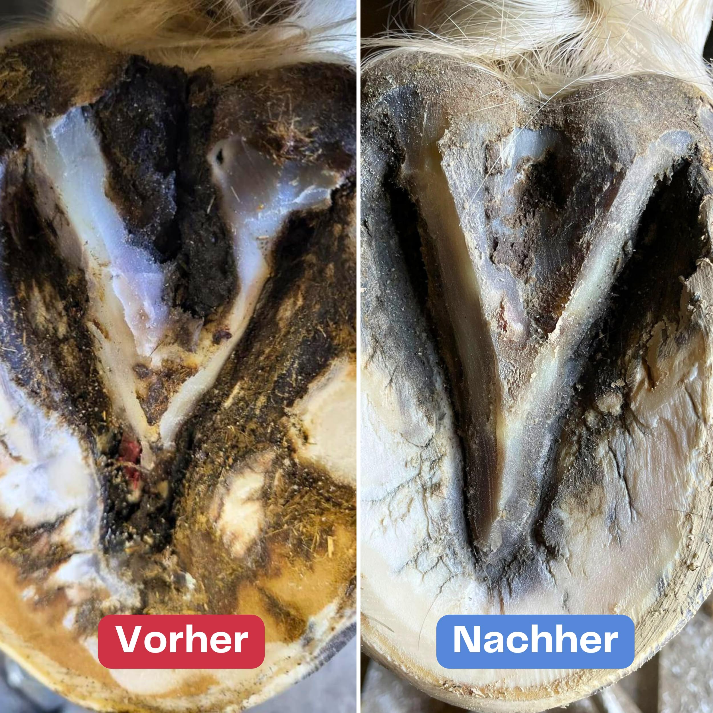 Hufpflege 500 g – zur Pflege bei Strahlfäule – für Hufstrahl, die Hufsohle & weiße Linie – unterstützend bei bakteriell belasteten Hufbereichen