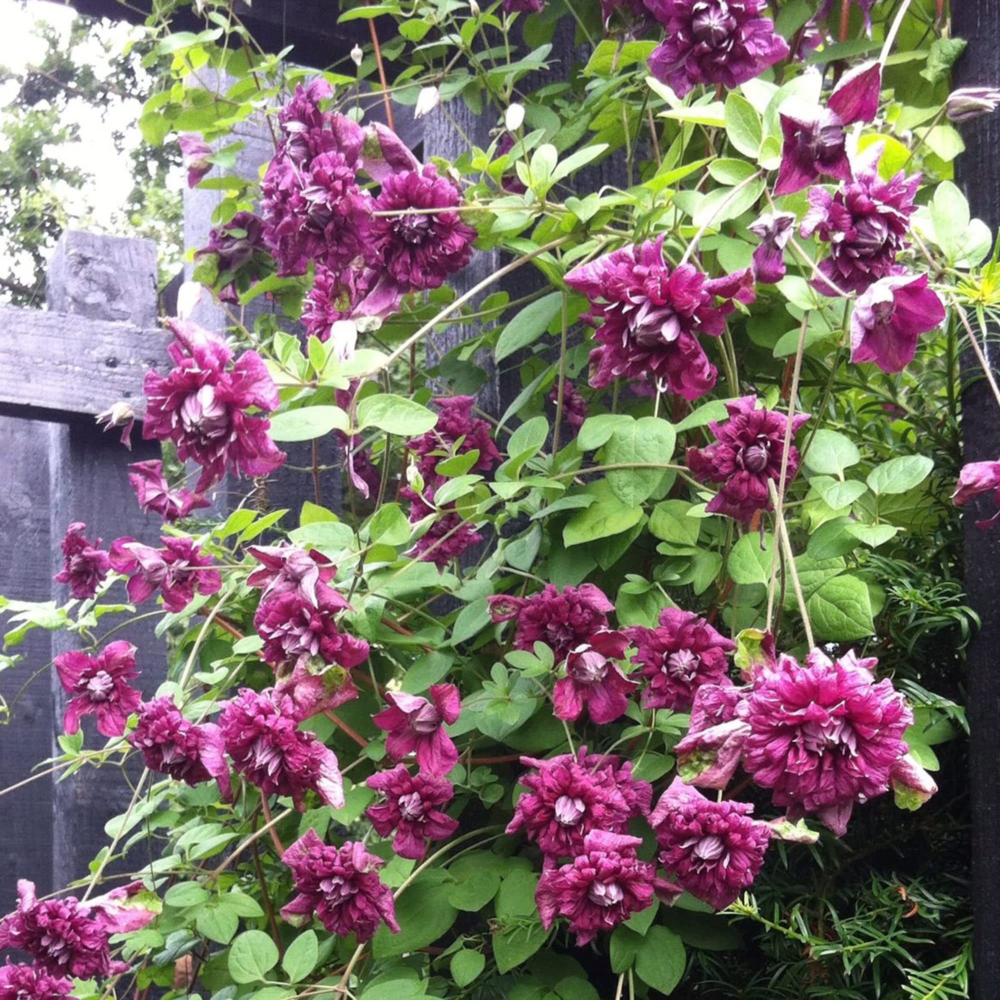 Clematis Purpurea Plena Elegans | Hardy Climbing Garden Plant in 2L Pot