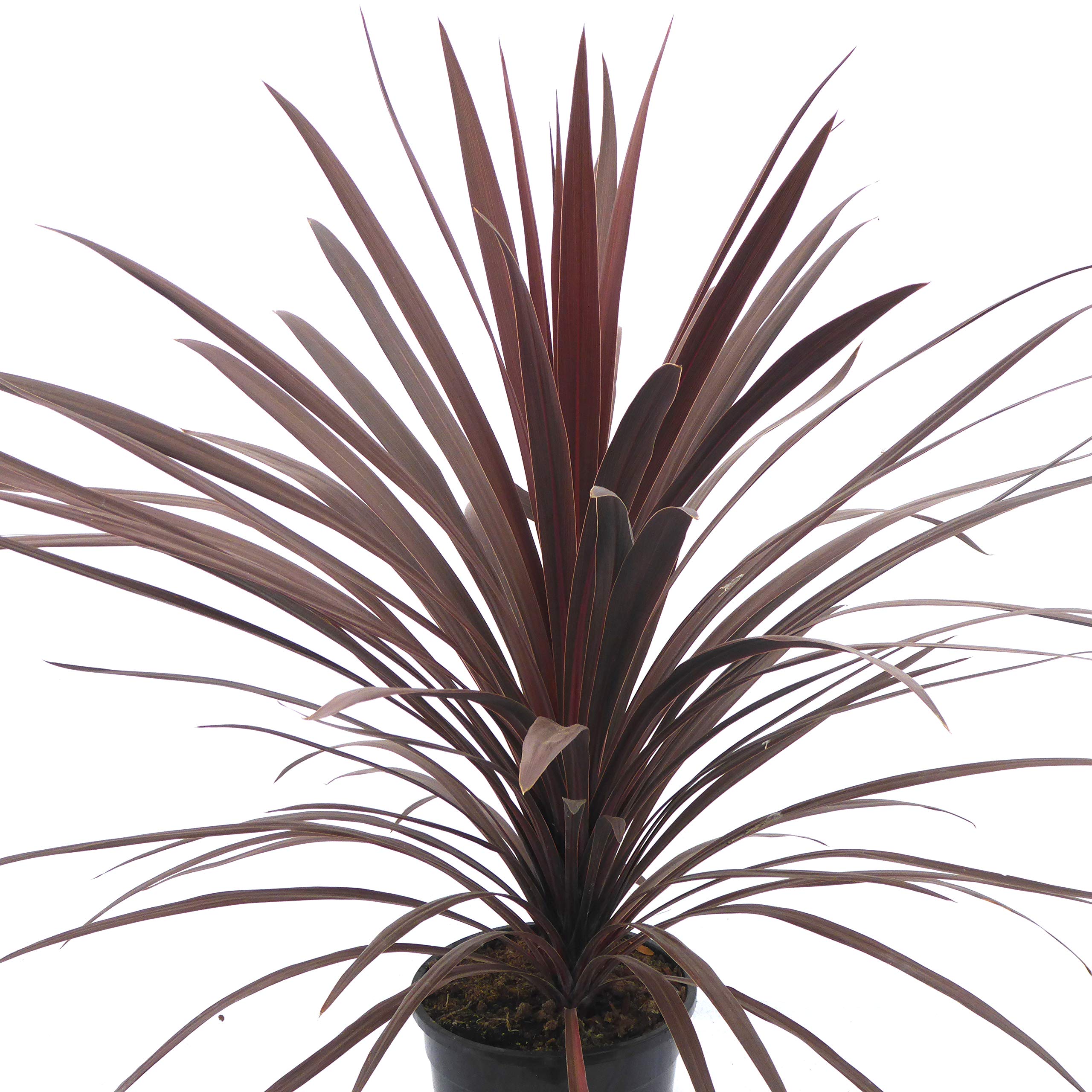 Sponsored Ad – Cordyline Australis Red Star - Esablished Plants in 5 Litre pots