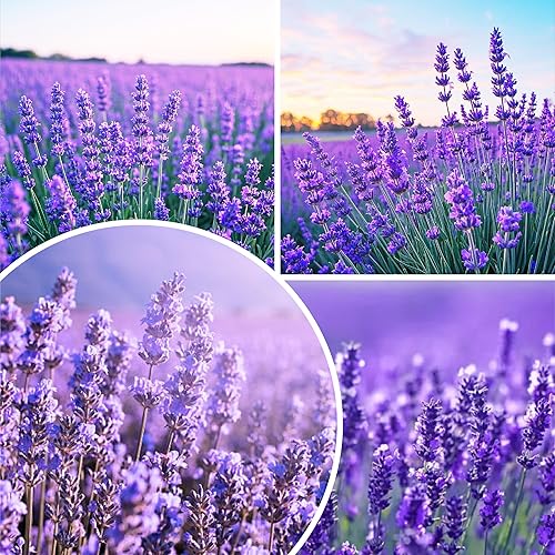 Miniatura 1 de Más de 10000 semillas de flores de lavanda perennes para plantar: semillas anuales de hierbas de lavanda vera atraen a polinizadores reliquia sin OMG