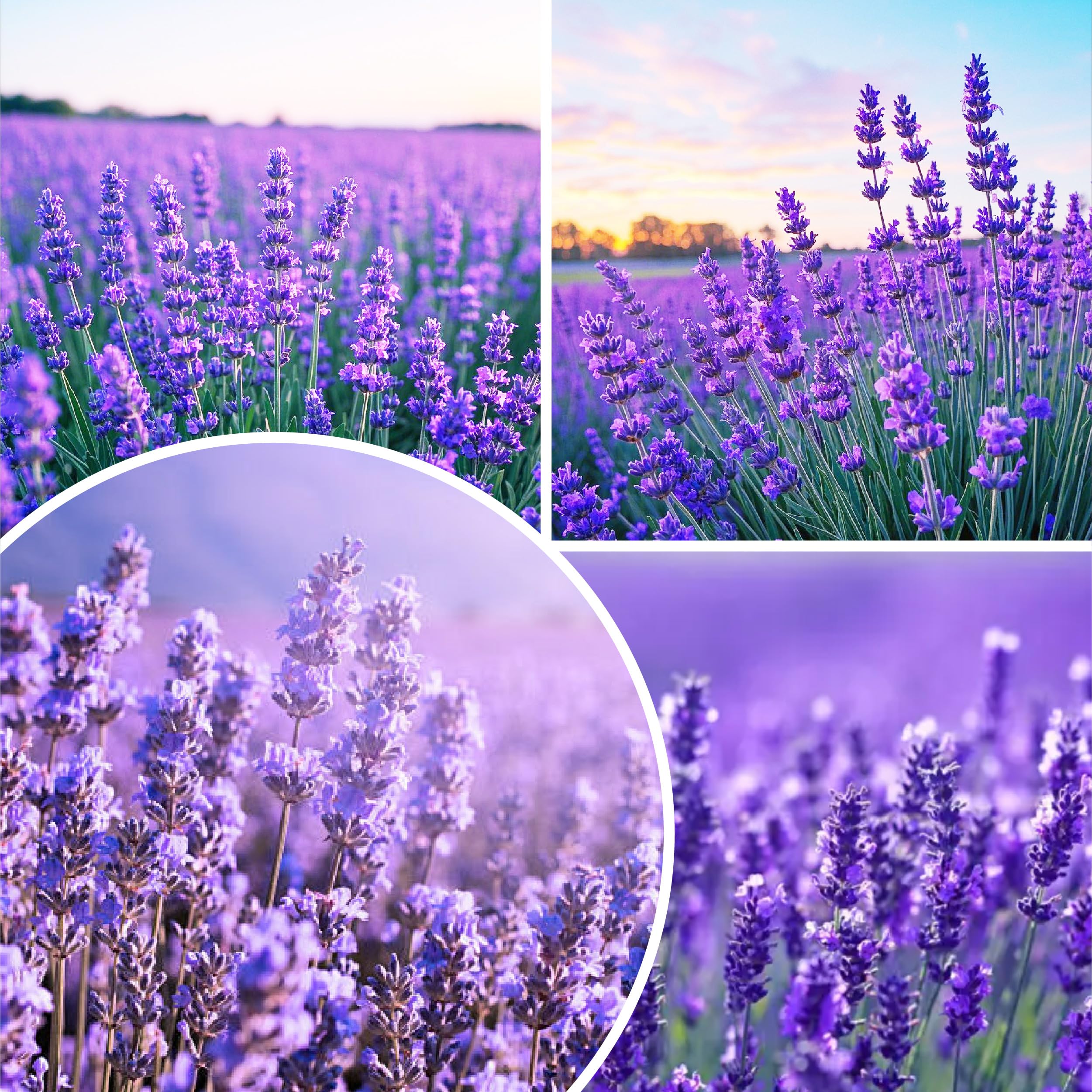 Amazon.com : 10000+Perennial Lavender Flower Seeds for Planting-Annual  Lavender Vera Herb Seeds Attracts Pollinators Non GMO Heirloom : Patio,  Lawn & Garden
