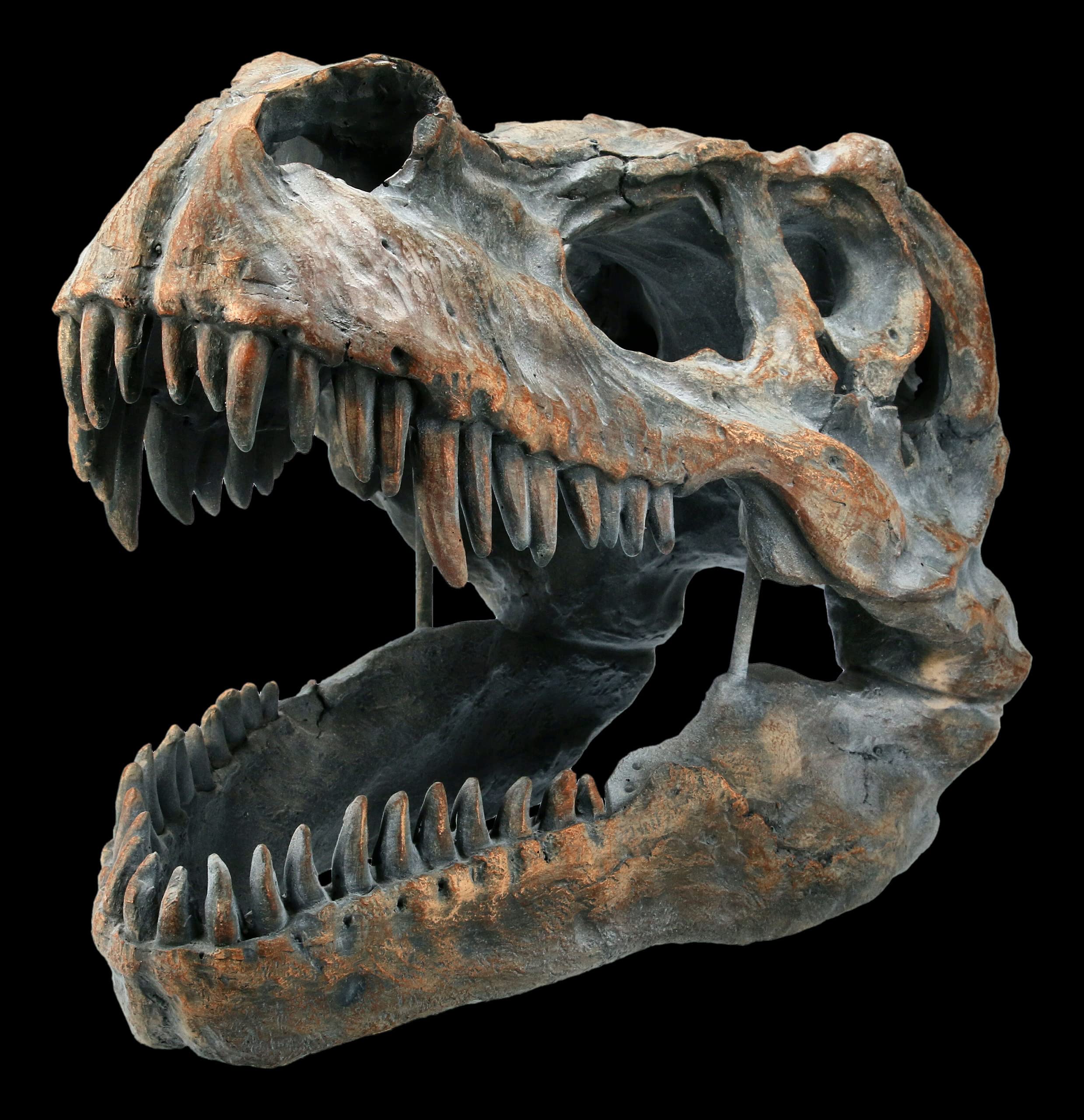 Tyrannosaurus Rex Totenkopf - mittel - Deko Figur Wandrelief