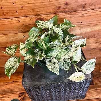 Pothos Marble Queen, 6 Plant