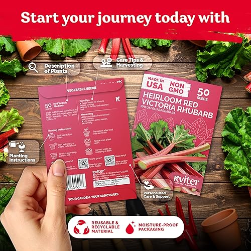 Miniatura 2 de KVITER 50 semillas de ruibarbo rojo Victoria para plantar (Rheum Rhabarbarum) - Semillas orgánicas y tradicionales, semillas de vegetales perennes,