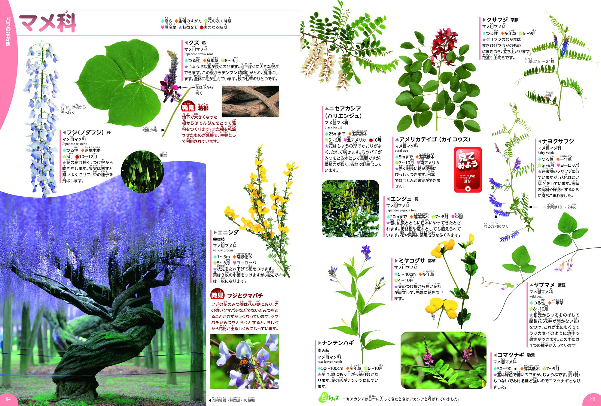 Dvd付 植物 学研の図鑑live 3歳 小学生向け 図鑑 樋口正信 本 通販 Amazon Dvd付 植物 学研の図鑑live 3歳 小学生向け 図鑑 樋口正信 本 通販 Amazon