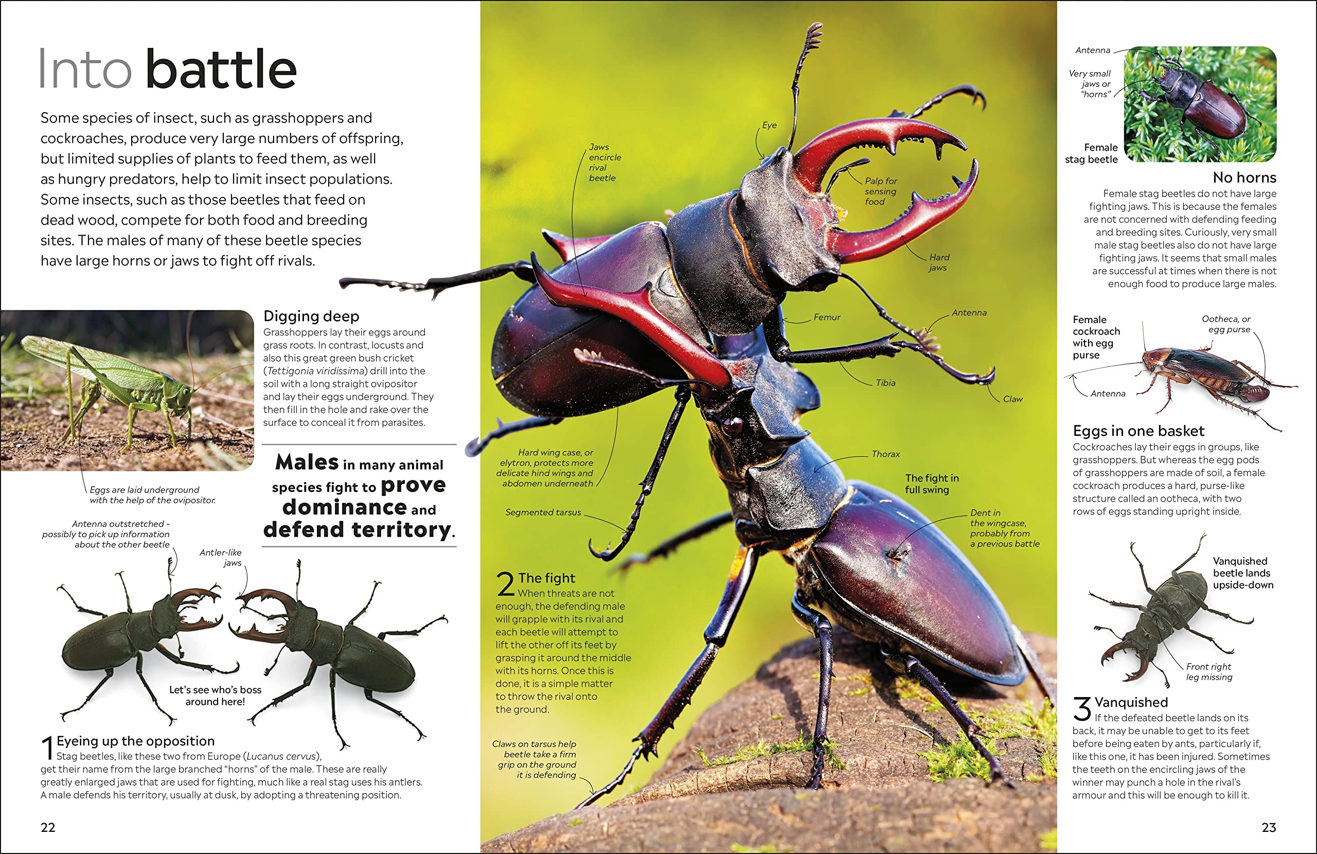 Insect: DK Eyewitness