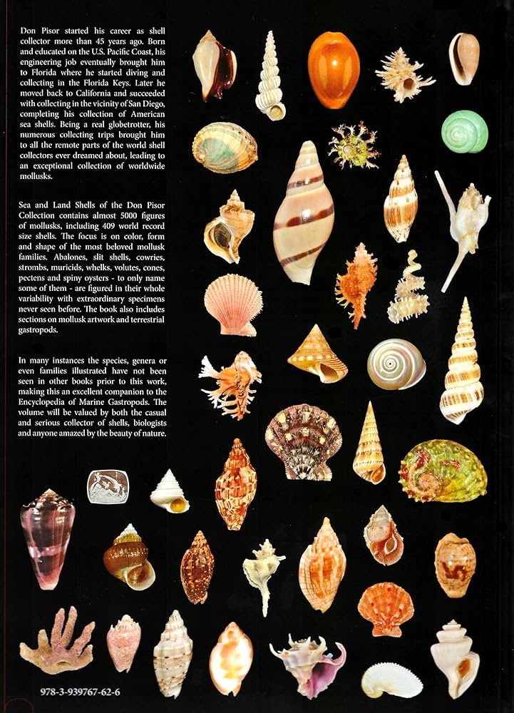 Shell Collecting —An Illustrated History Shell Collecting —An Illustrated History Vintage 1950s Sea