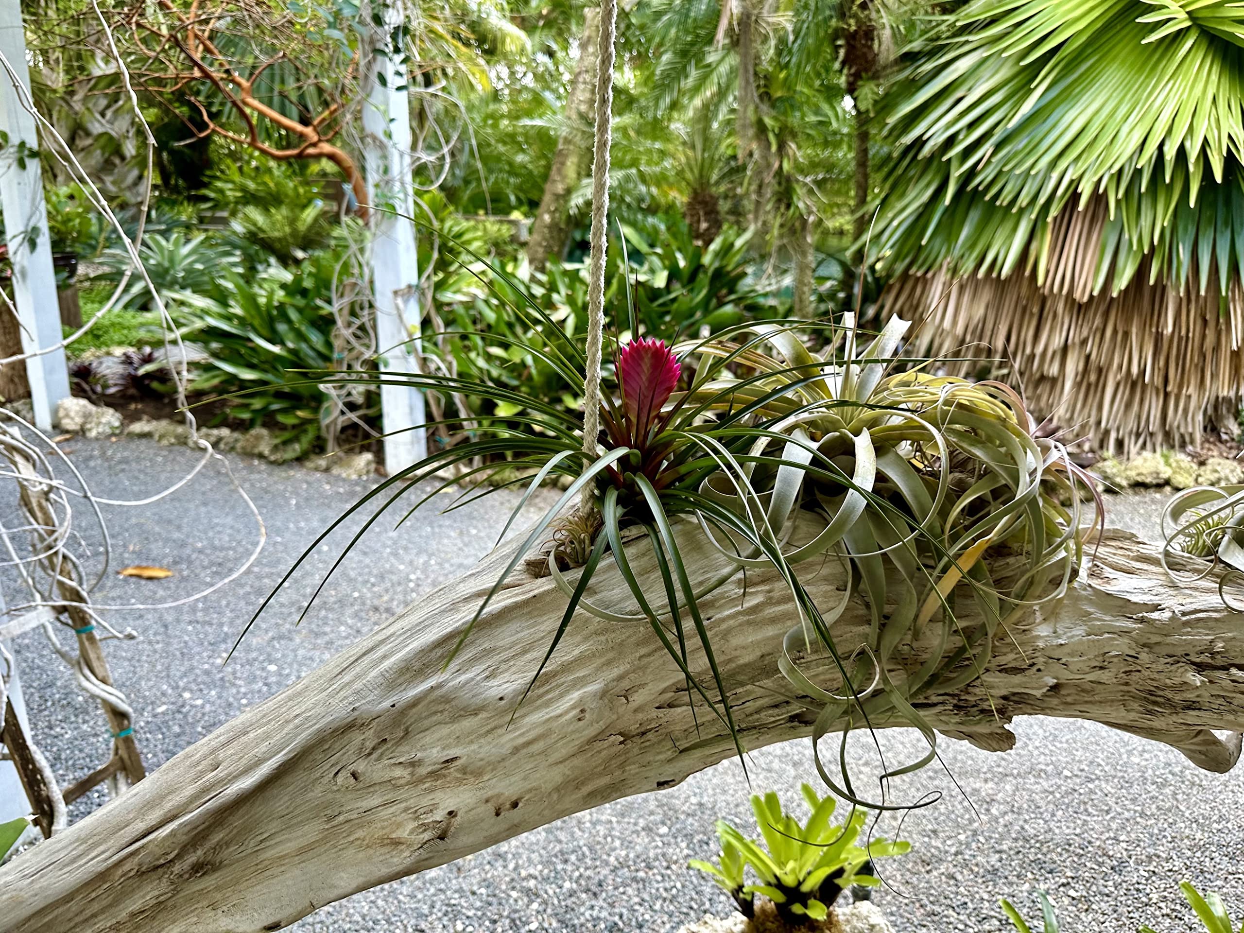 ブロメリア・エアープランツ Tillandsia 'Succulent Form' x Nizanda Amazon.com : Live Air Plants – Flowering Tillandsia Cyanea