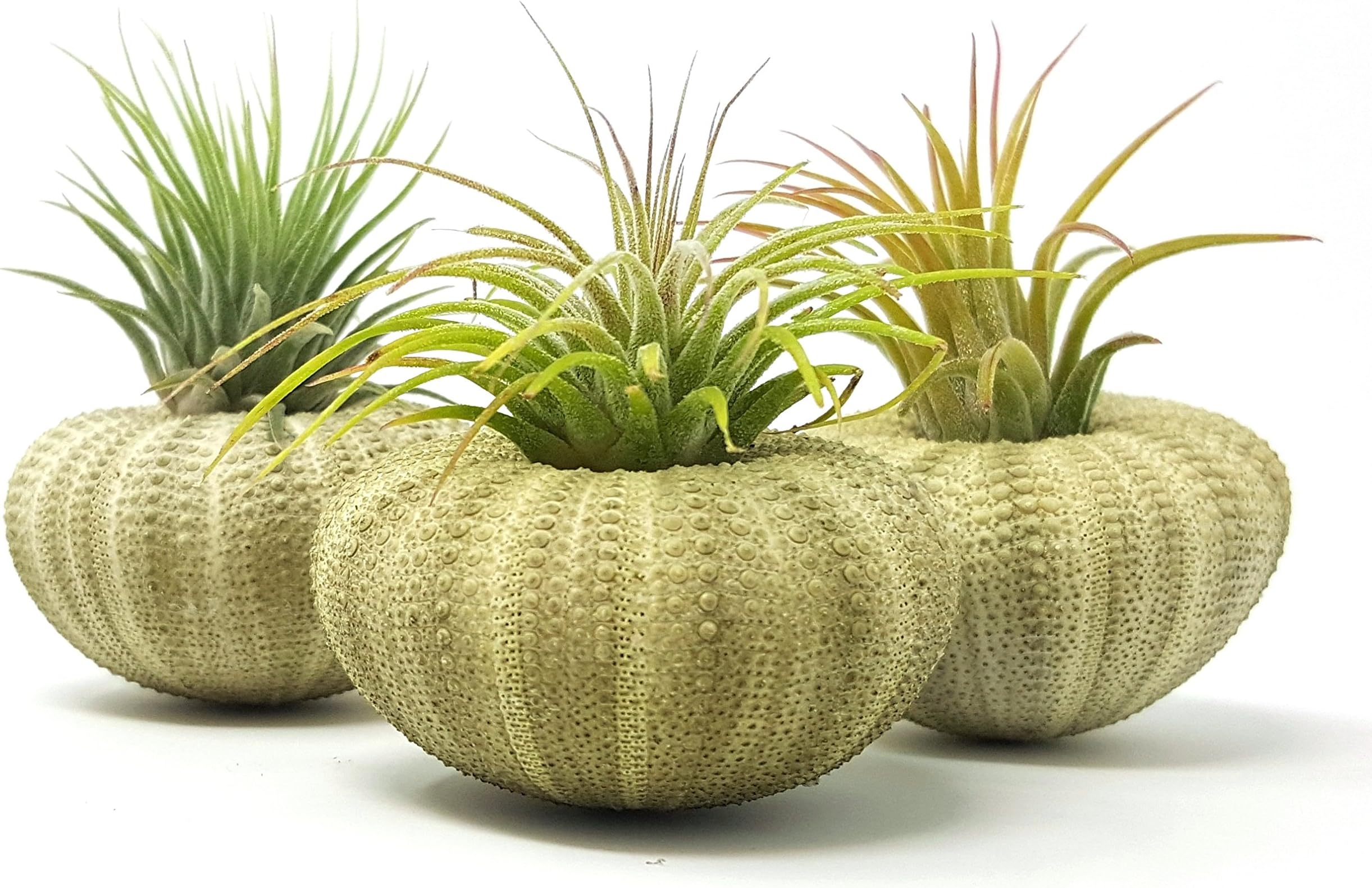 aura creations 3 pcs Green Sea Urchin Air Plant Lot/Kit Includes 3 Tillandsia Plants and 3 Urchin Shells