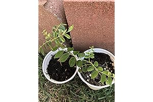 The Fragrant Curry Leaf Plant: An Aromatic Culinary Herb