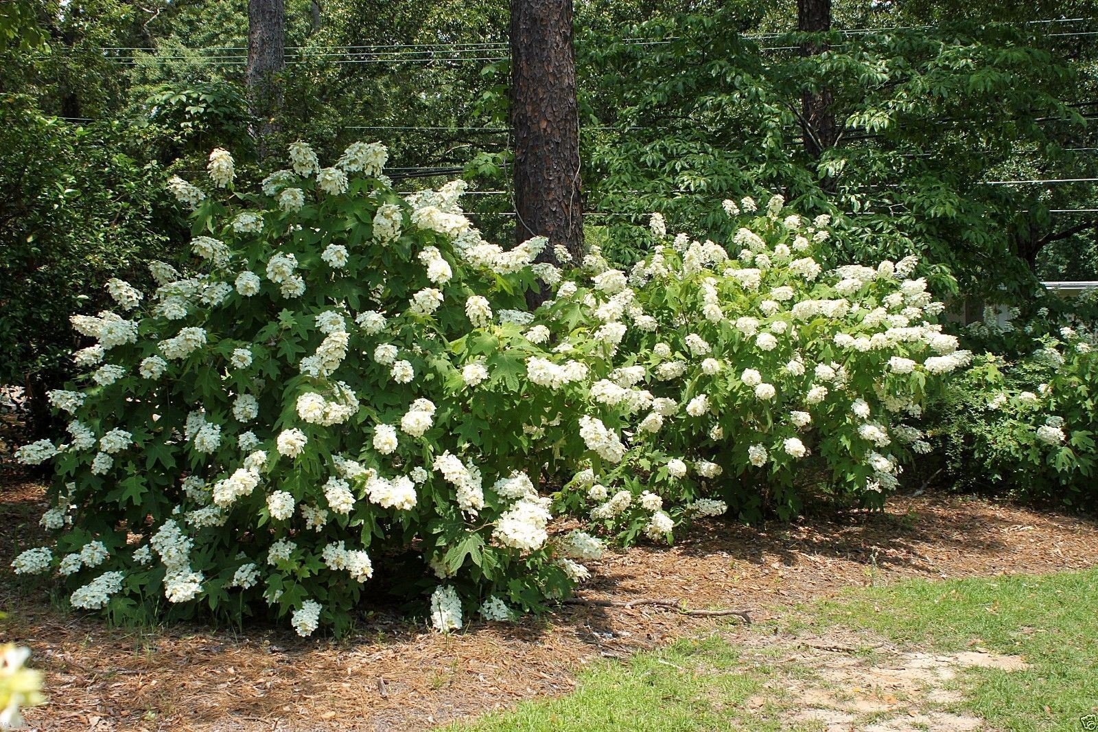 Amazon.com : Oakleaf Hydrangea Seed -Hydrangea quercifolia -Showy