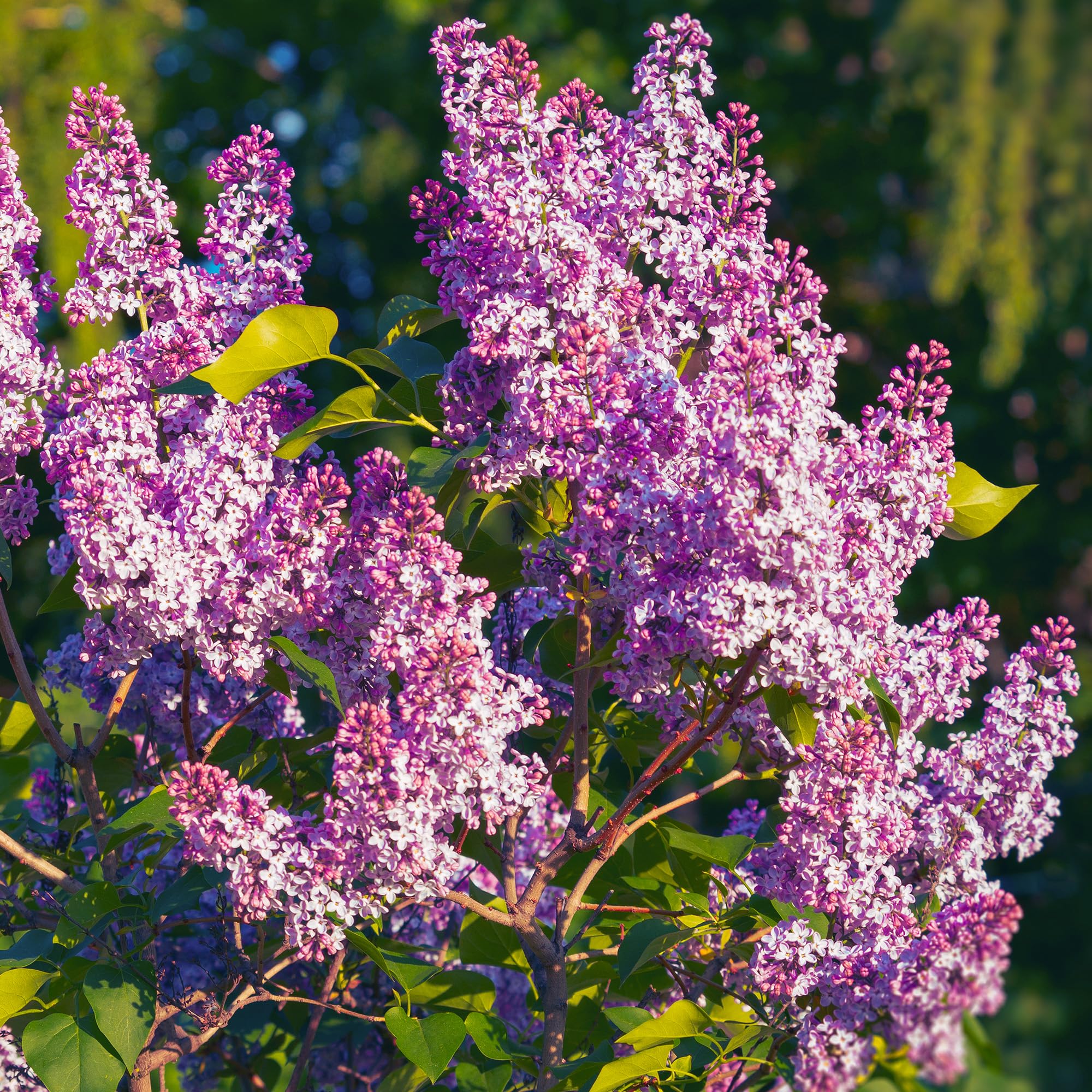 Syringa Bloomerang Pink Perfume - Border Plants Outdoor Garden Ready - Common Lilac Plants for Patio Pots or Outdoor Garden Bed - Flowers to Plant for Bees and Butterflies (3 Litre Pot, 30-50cm)
