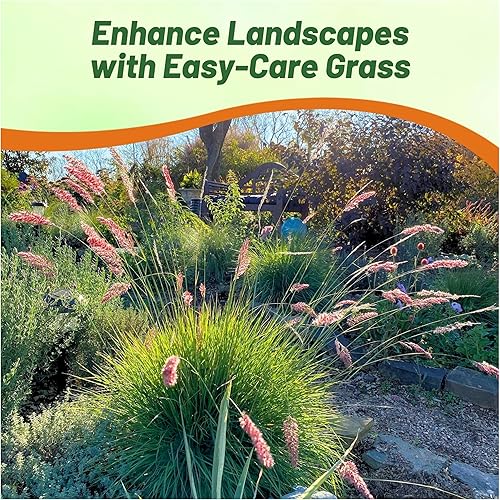 Miniatura 7 de Outsidepride Hierba ornamental de rubí perenne para climas más cálidos - 50 semillas