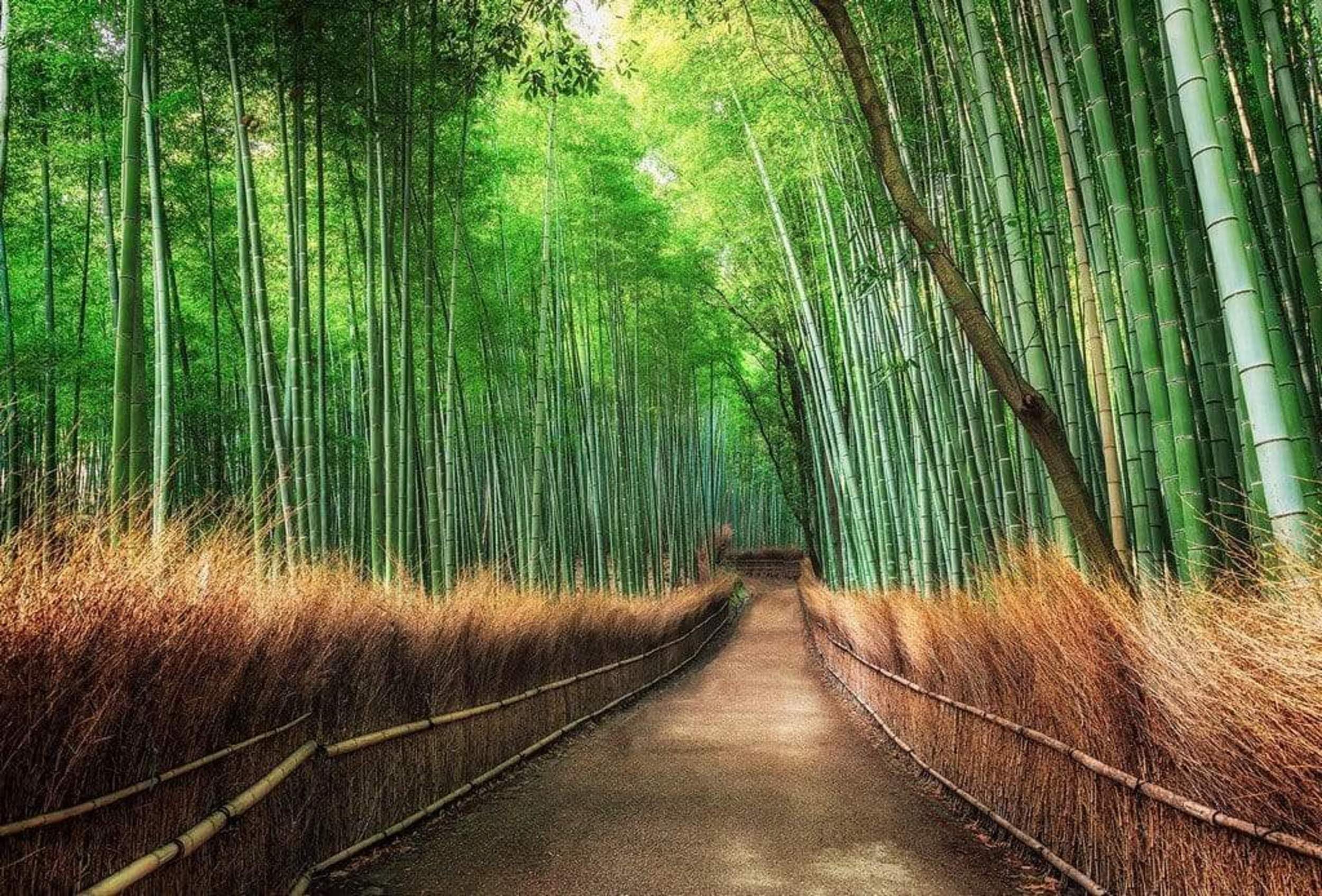 Wizard+Genius Multicoloured Bamboo Grove Kyoto Non-Woven Wall Mural 384X260cm 8-Panels