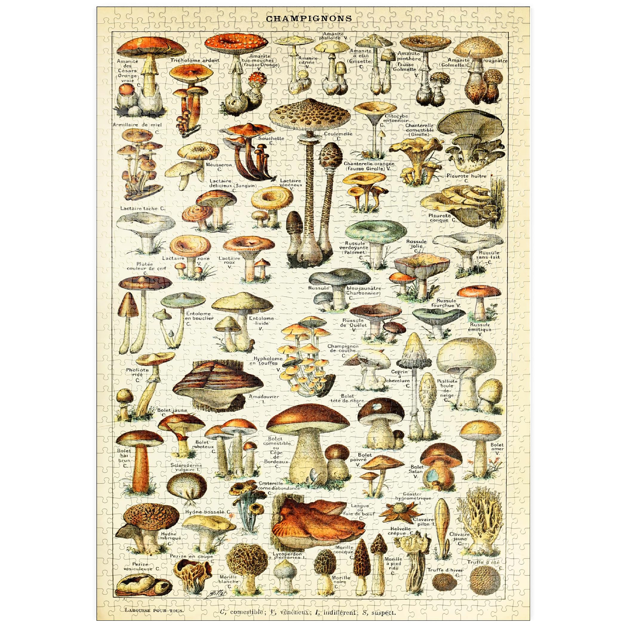 Champignons, Mushrooms for All Vintage Art Poster, Adolphe Millot, Premium 1000 pieces Puzzle