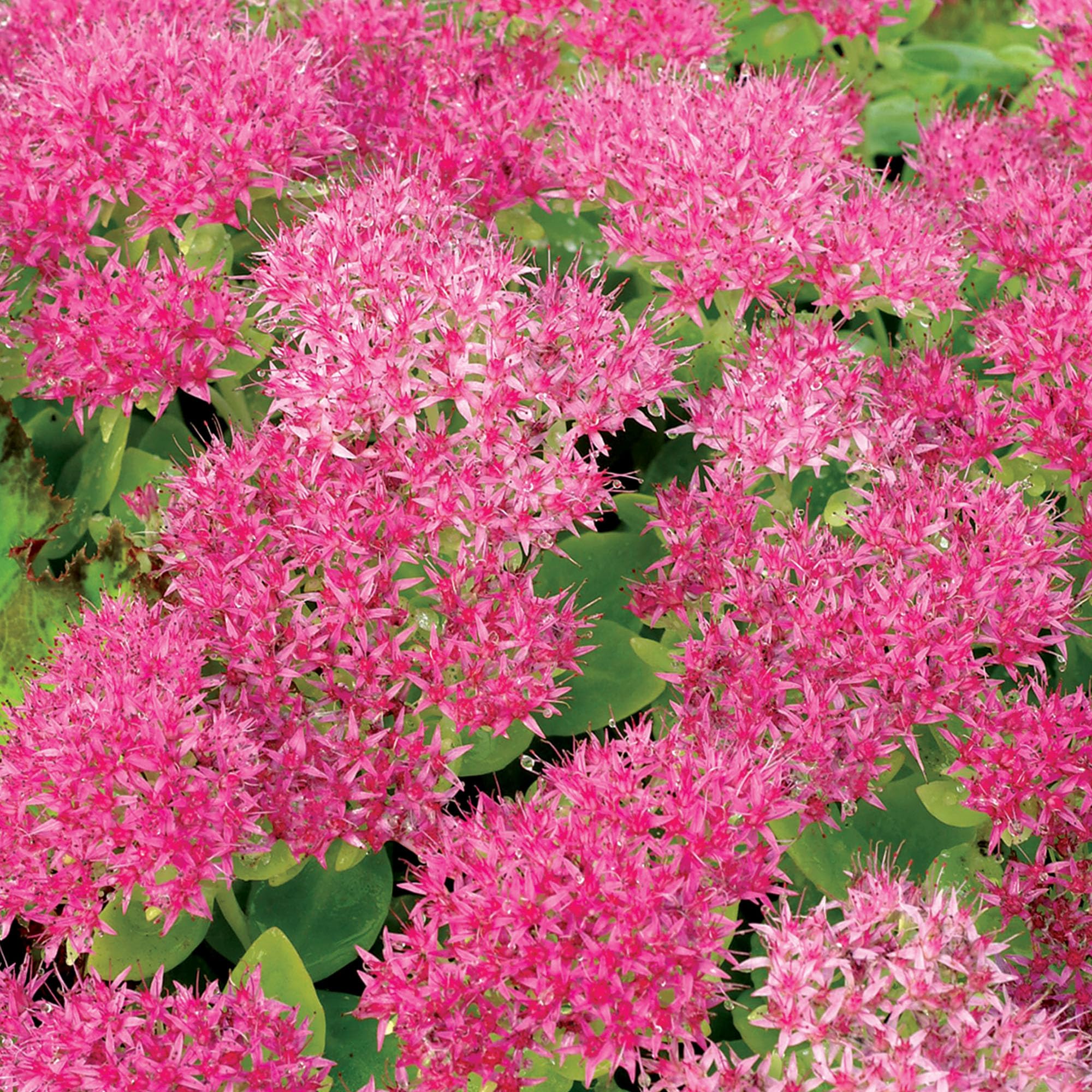 Sedum Hot Stuff - Real Outdoor Succulent Plant - Hardy Garden Perennial - Live Flowering Plant for Patio Pots, Rockeries, Beds - Drought Tolerant Plants for UK Gardens (3 Litre Pot, 20-30cm)