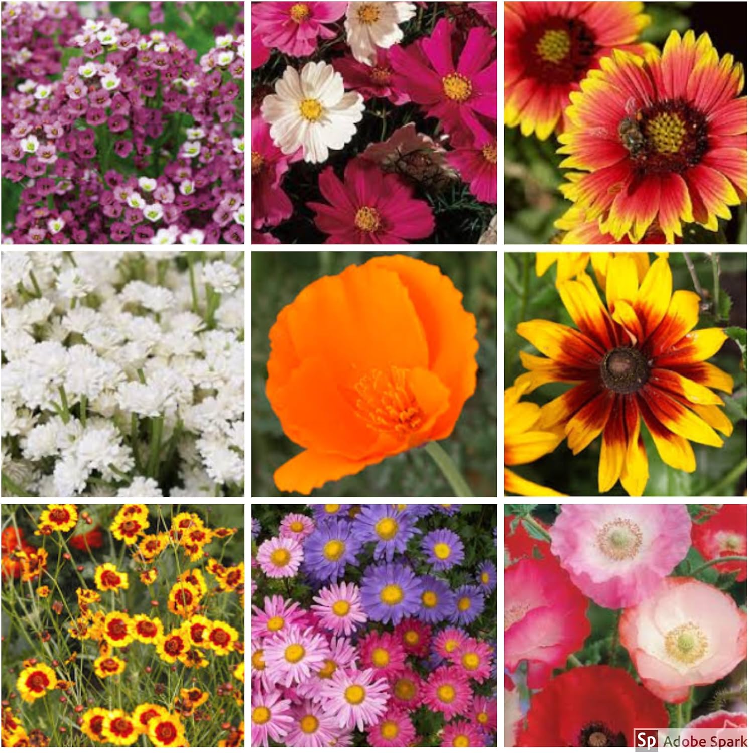 EZ-Straw Wildflower Seed Mix with Straw & Tackifier – 48,238 Wild Flower Seeds - 11 lbs. (200 sq. ft.)