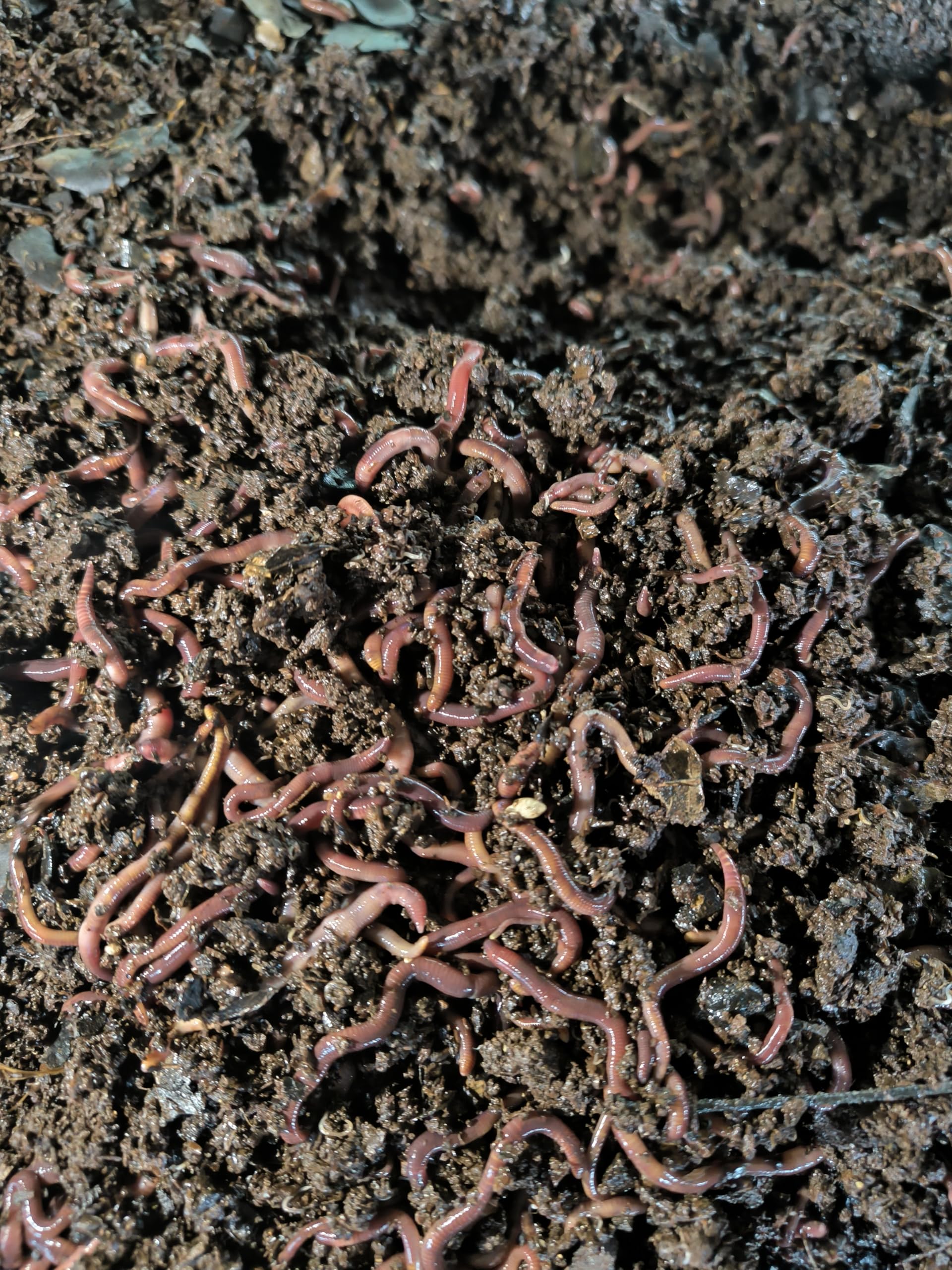 Lombriz Roja californiana(eisenia foetida)1000 unidades seleccionadas a mano, la mejor opción para reciclaje de residuos en el hogar, transforma tus residuos en humus de lombriz (1000)