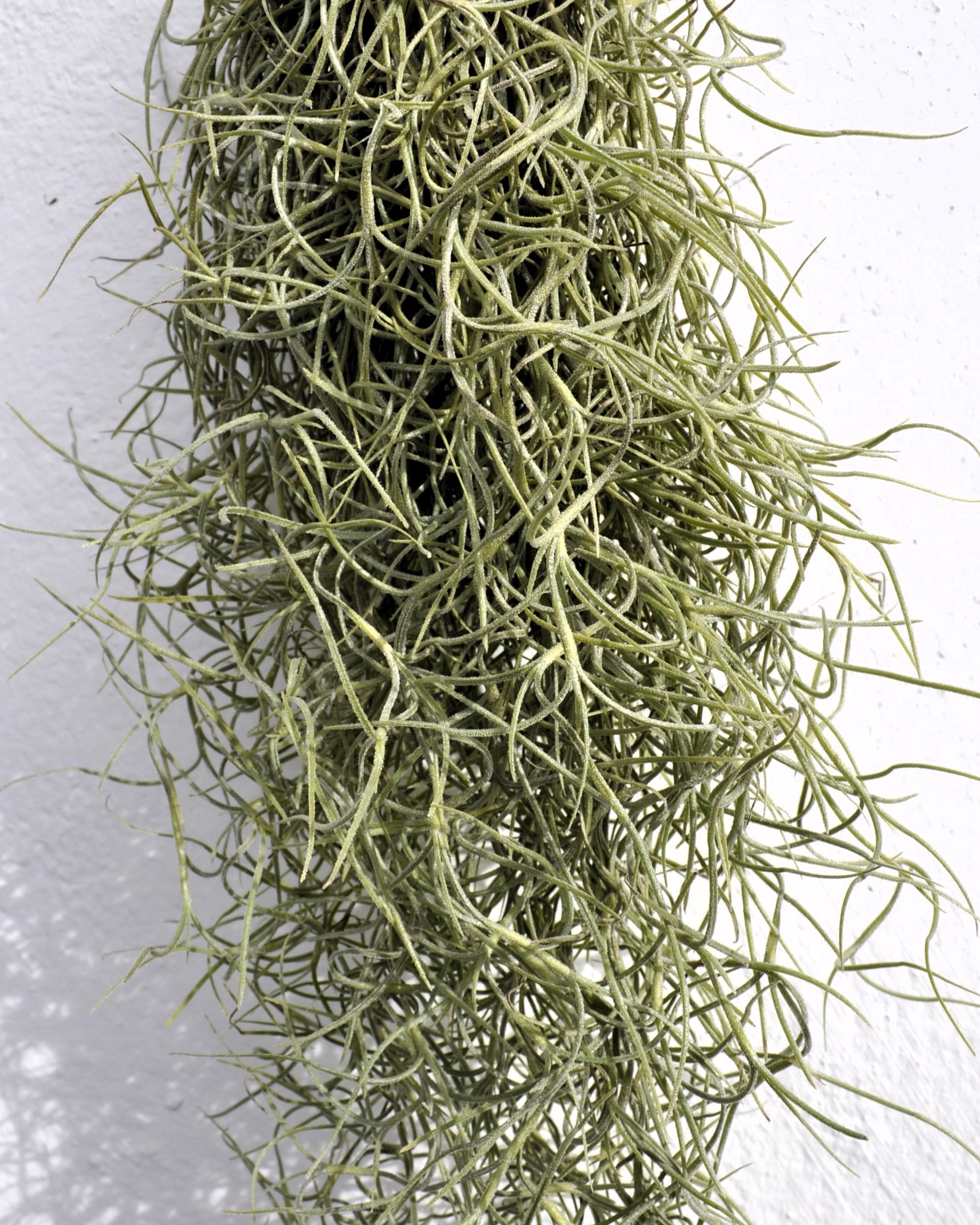 Tillandsia usneoides, Curiosarium, Barba de Viejo, Musgo Español, Planta del Aire, Planta Exótica, Verde Grisáceo, Interior/Exterior, Sin Sustrato, Colgante Decorativa, Longitud 50 cm, Diámetro 15 cm.