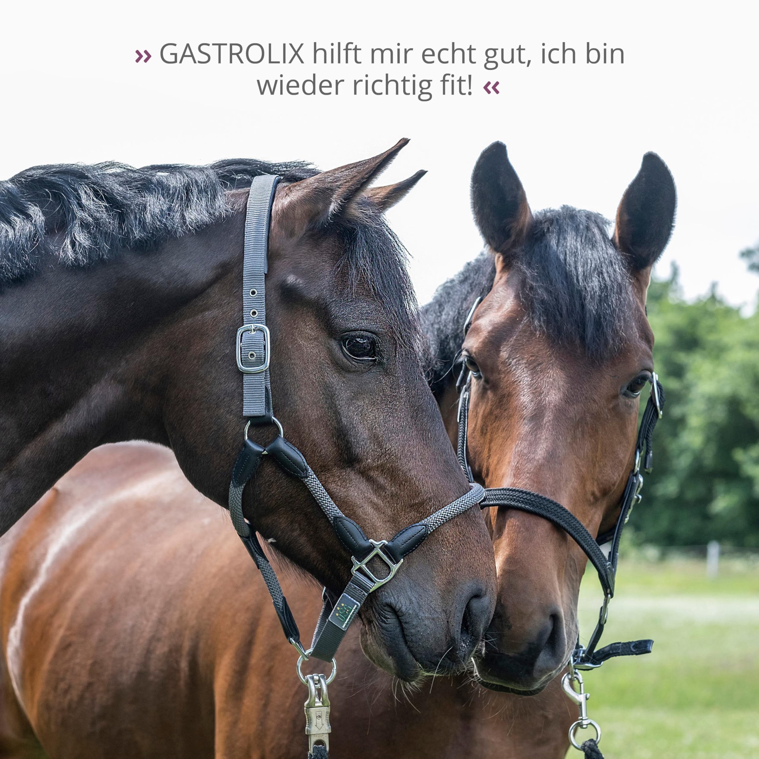 STRÖH Gastrolix (1 l) • Stabilisation du tractus gastro-intestinal pour chevaux • Herbes gastriques pour chevaux • Jus gastrique pour chevaux sans sucre • Protection naturelle de l'estomac pour les