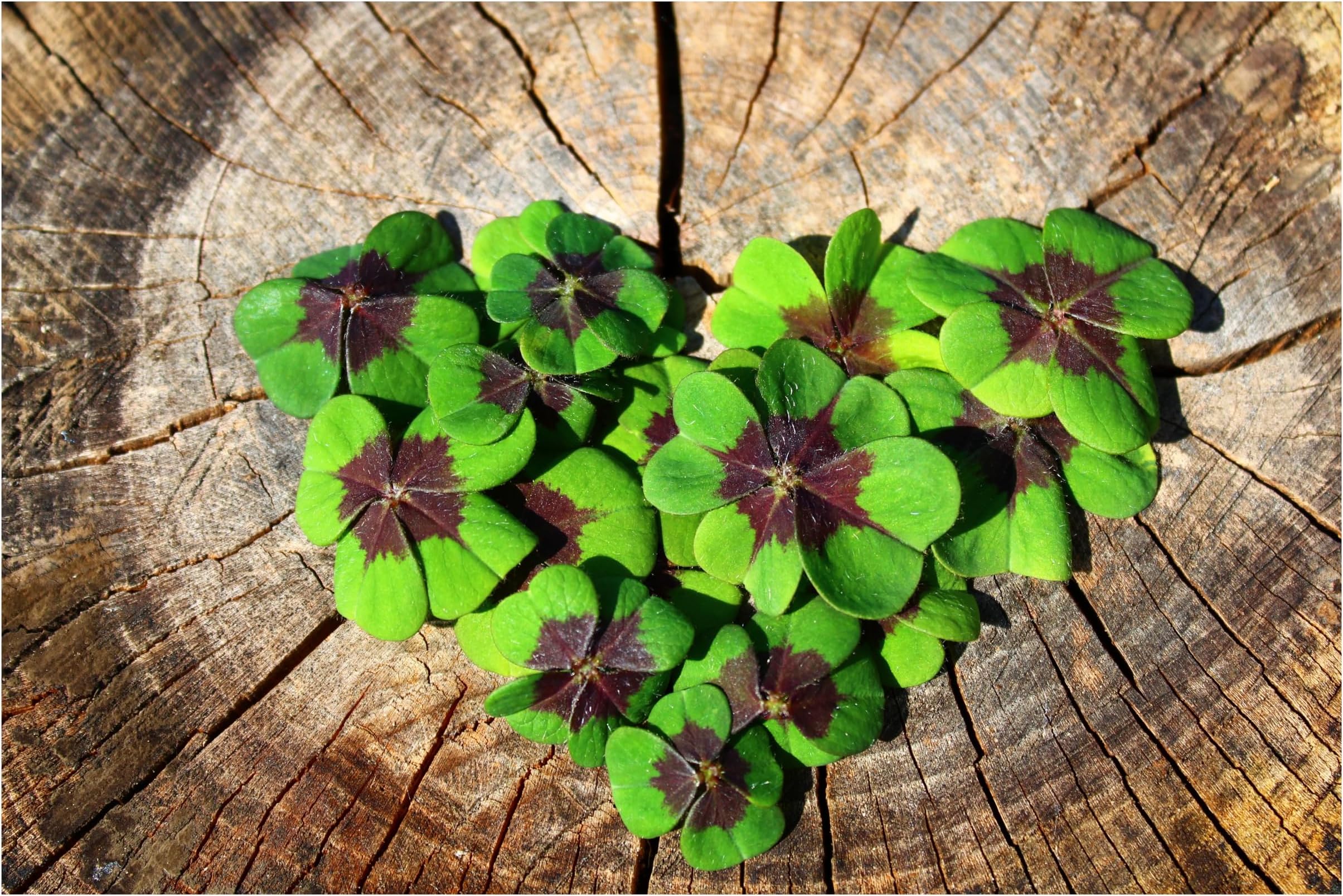 20x Oxalis Iron Cross Bulbs Good Luck Plant Pink Garden Perennials Flowers Lucky Clover