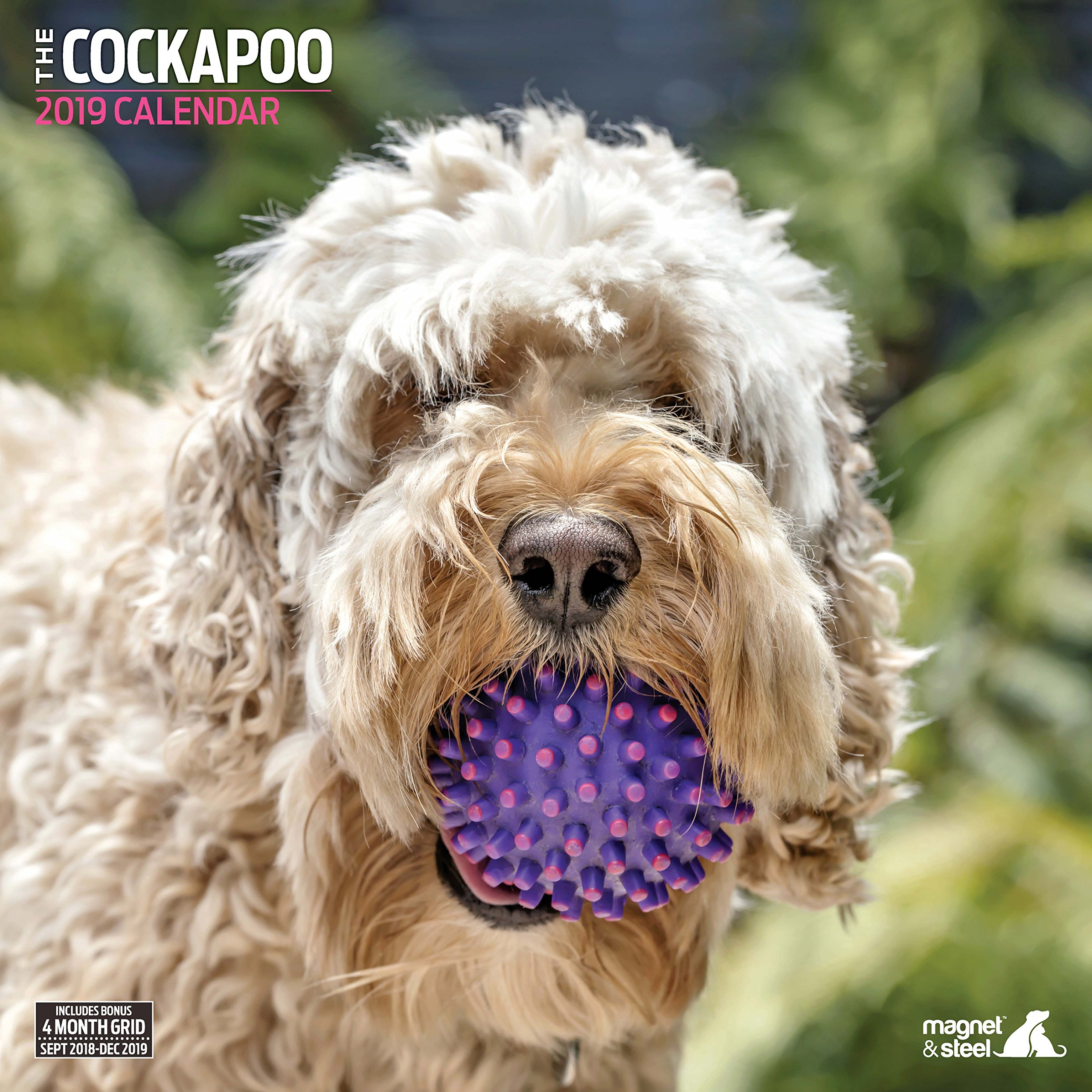 Cockapoo Traditional 2019 Calendar Desertcart Cyprus
