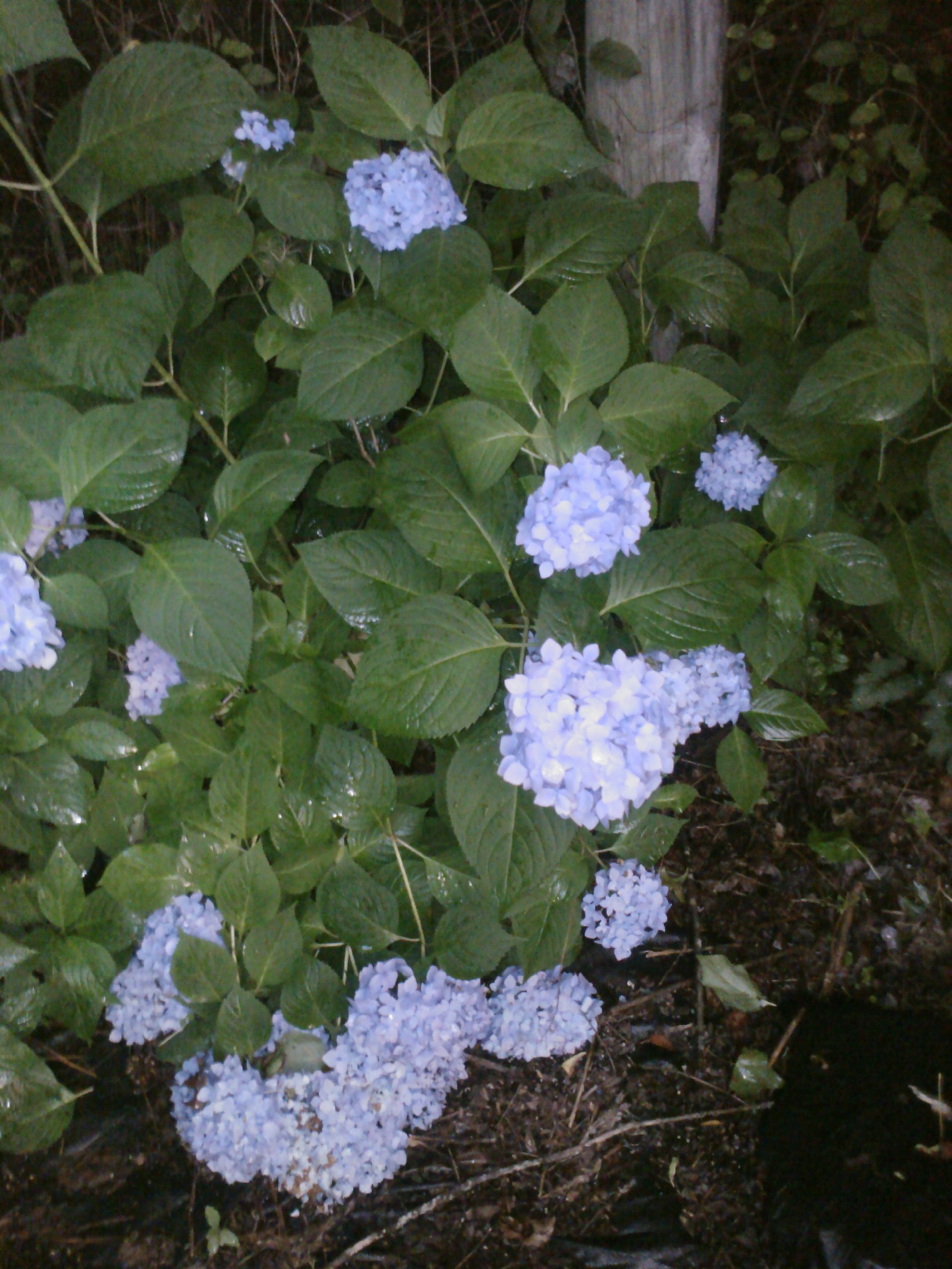 Nikko Blue Hydrangea by DAS Farms