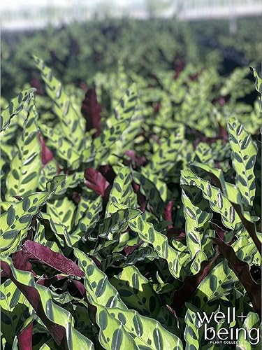 Miniatura 6 de Nature's Way Farms Calathea Goeppertia Insignis "serpiente de cascabel" Planta de interior viva (7-11 pulgadas de alto) en maceta de cultivadores