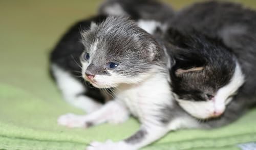 Kitten Slots – vue 4