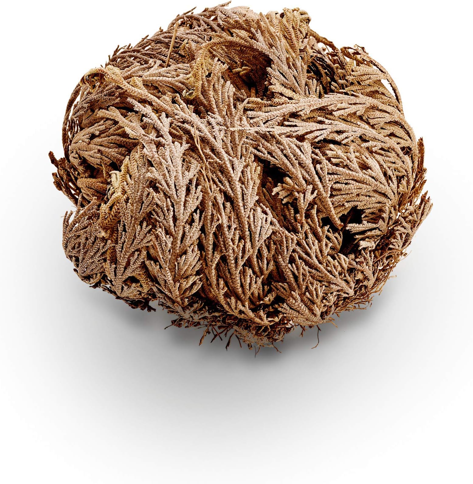 Herbs-Rose of Jericho-Whole