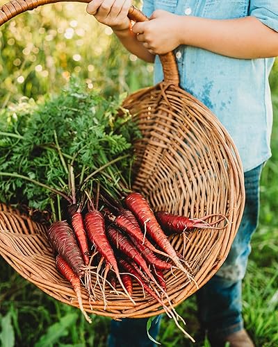 Miniatura 3 de Dragon Carrot - 150 semillas - Variedad de reliquia y polinizada abierta, semillas de vegetales sin OMG para plantar en interiores o exteriores en