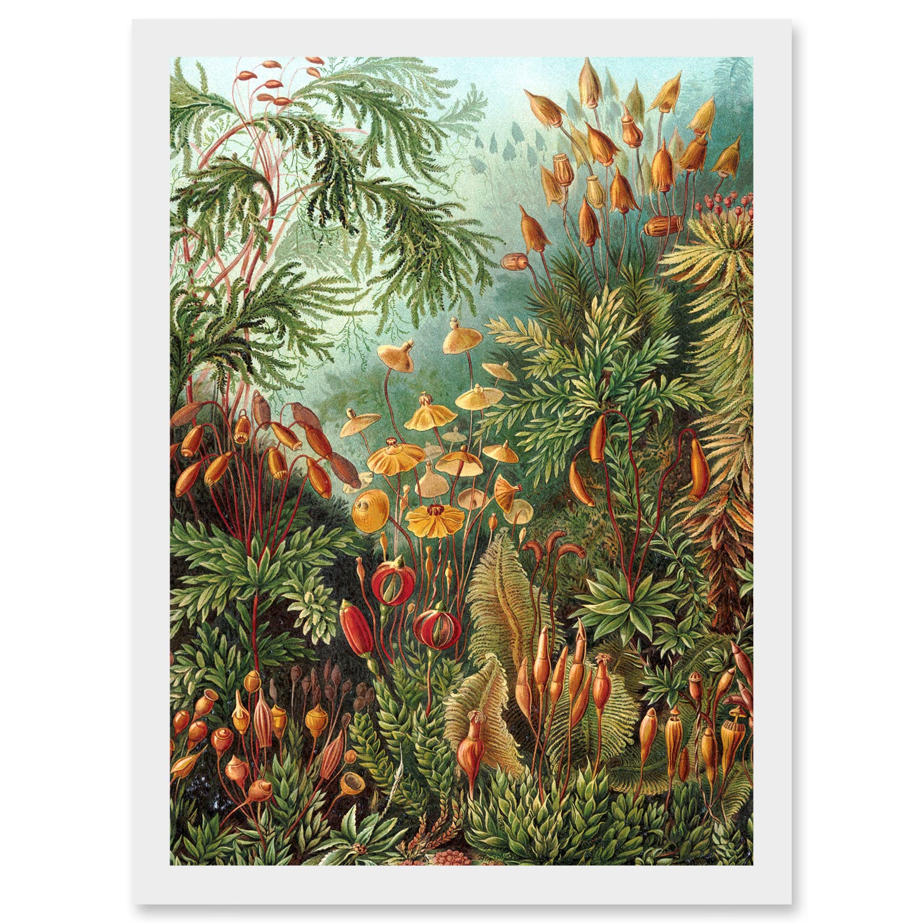 Artery8 Nature Art Ernst Haeckel Sea Plant Biology Botanical Vintage A4 Artwork Framed Wall Art Print