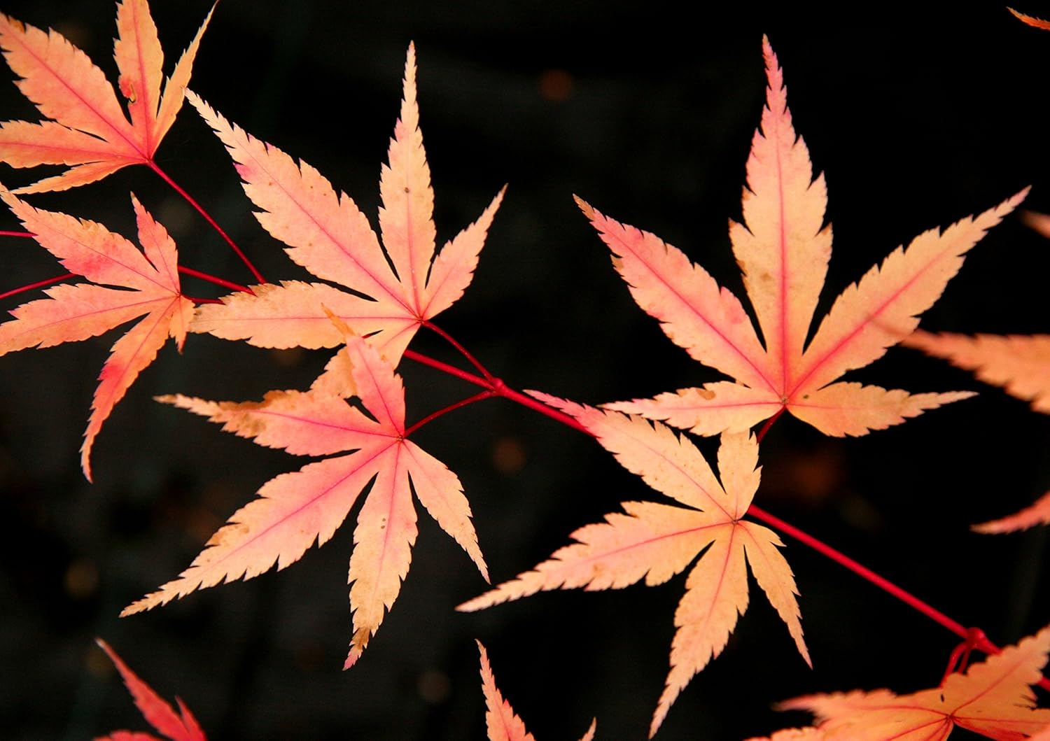 Coral Bark Japanese Maple Acer palmatum Sango Kaku 3 -Year Live Plant Brilliant Red Bark is Bright red, Year Round Beauty with a Spectacular Range of Leaf Color
