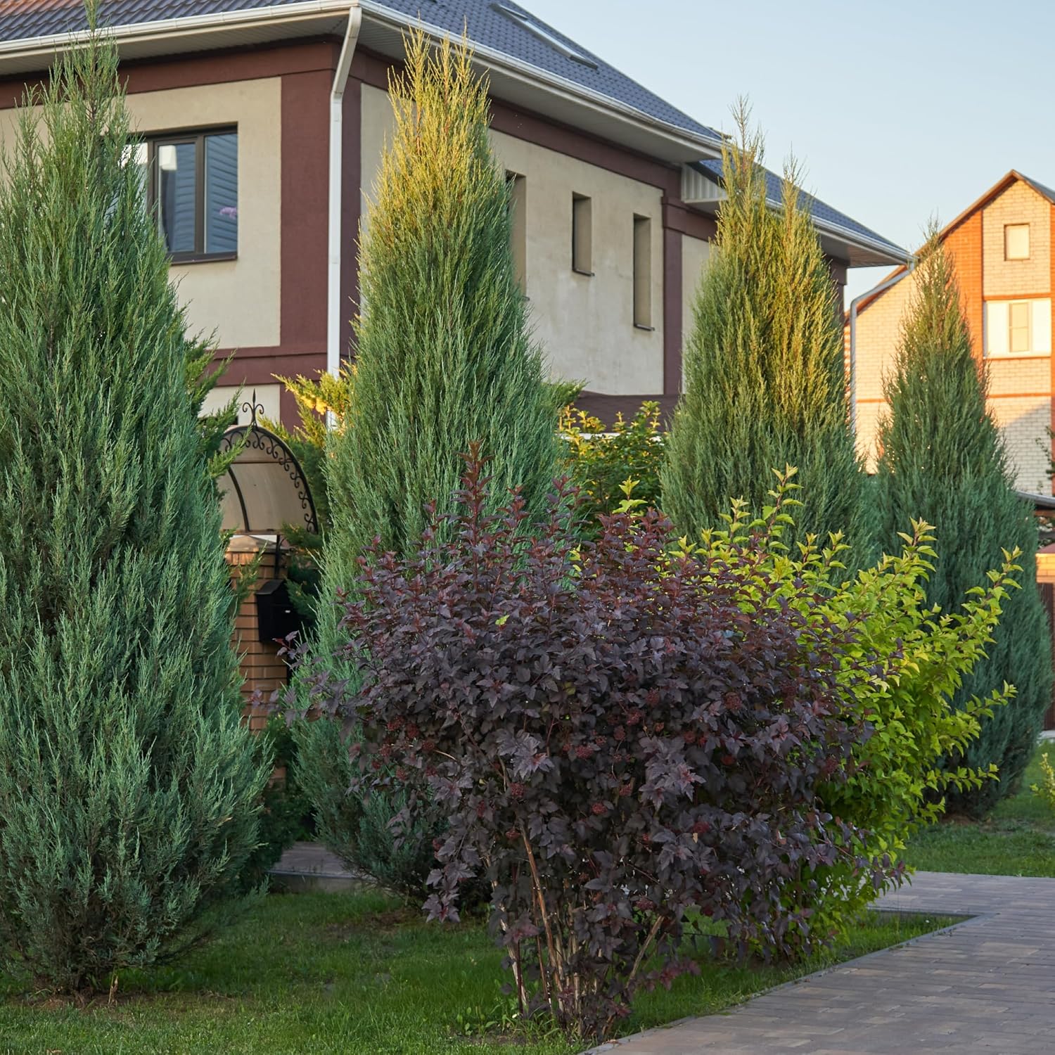 Blue Point Juniper (2.5 Gallon) Evergreen Tree with Blue-Grey-Green Foliage - Full Sun Live Outdoor Plant