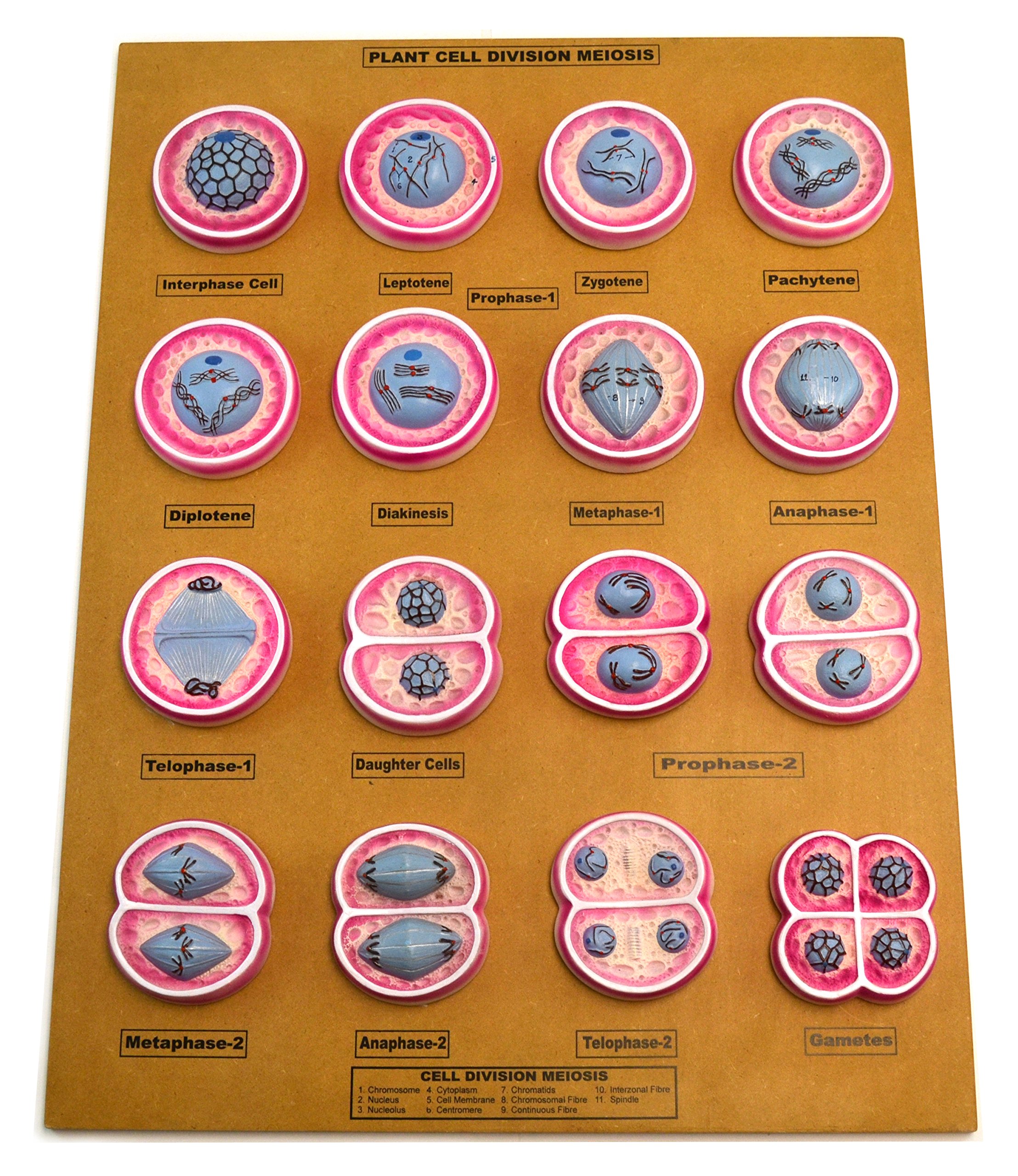 マンウィズ　Gratz CELL DIVISION DVD 16 Plant Cell Division Meiosis Model Mounted on 24