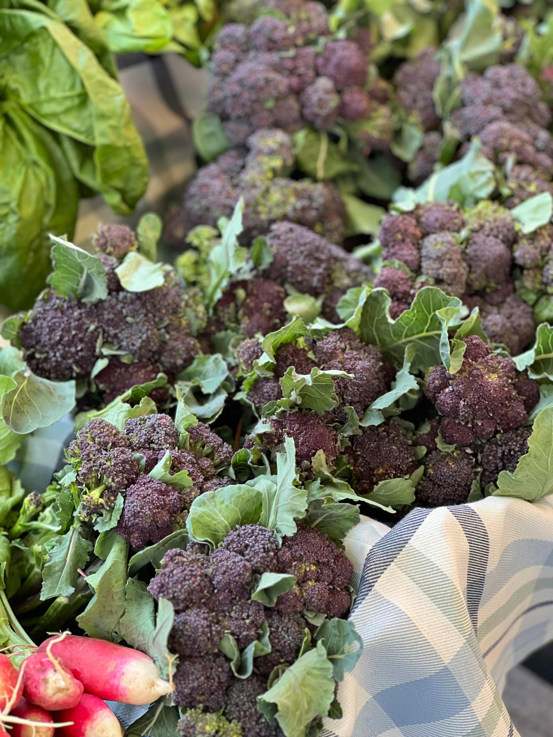 Mr McGregors Purple Sprouting Broccoli Plug Plants, Garden Ready, Grow Your Own Vegetables (4 Plants)